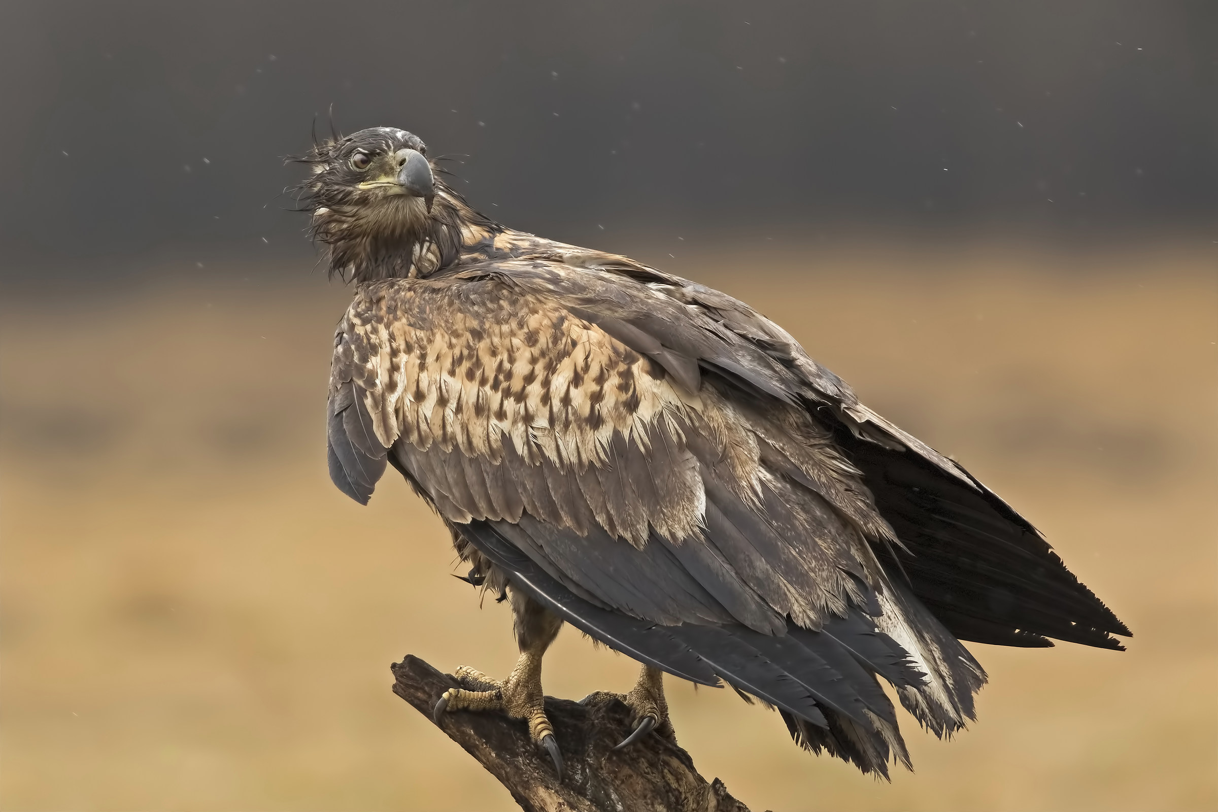 Aquila di mare coda bianca