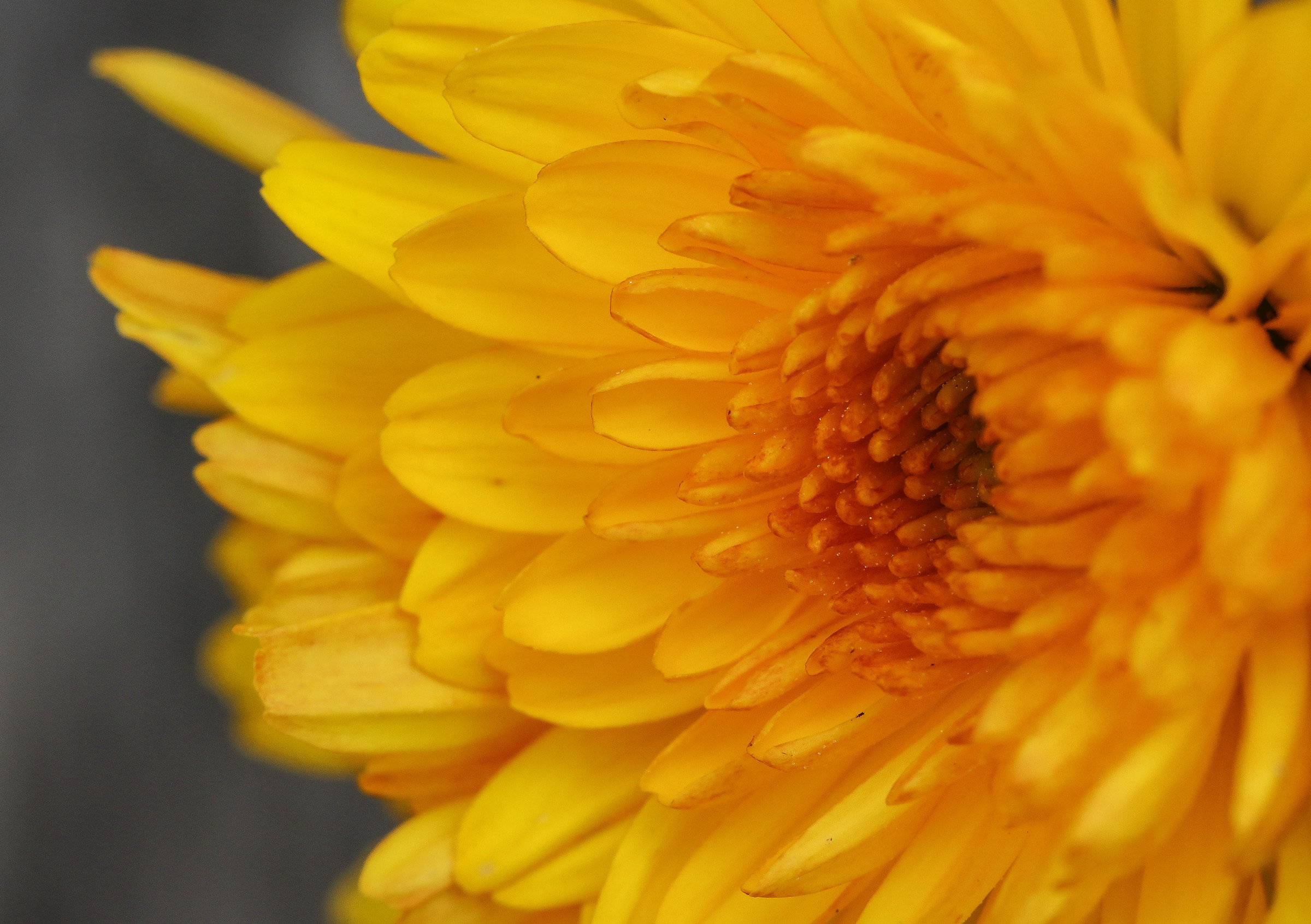 Yellow Chrysanthemum