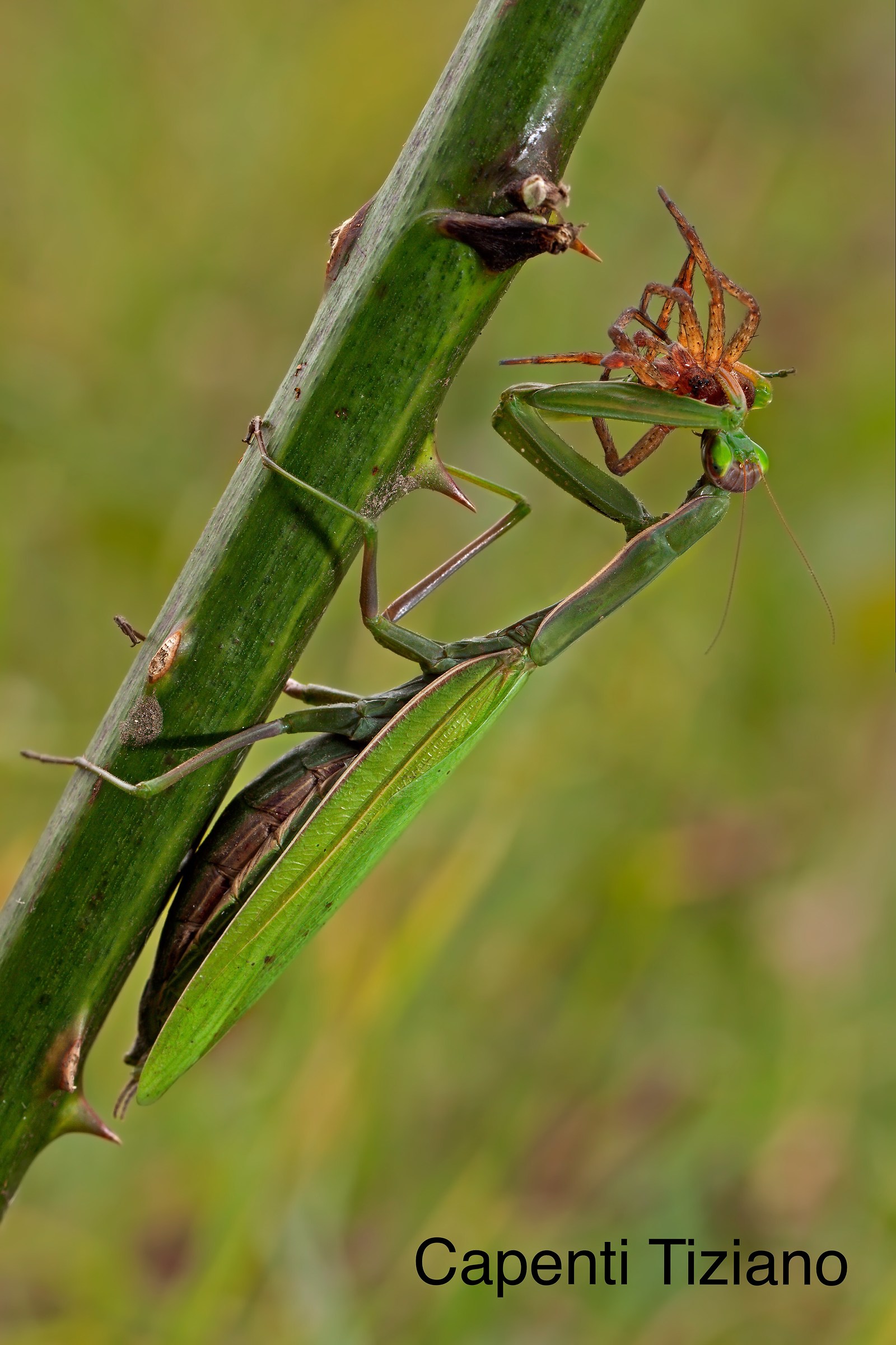 Praying Mantis: Capture