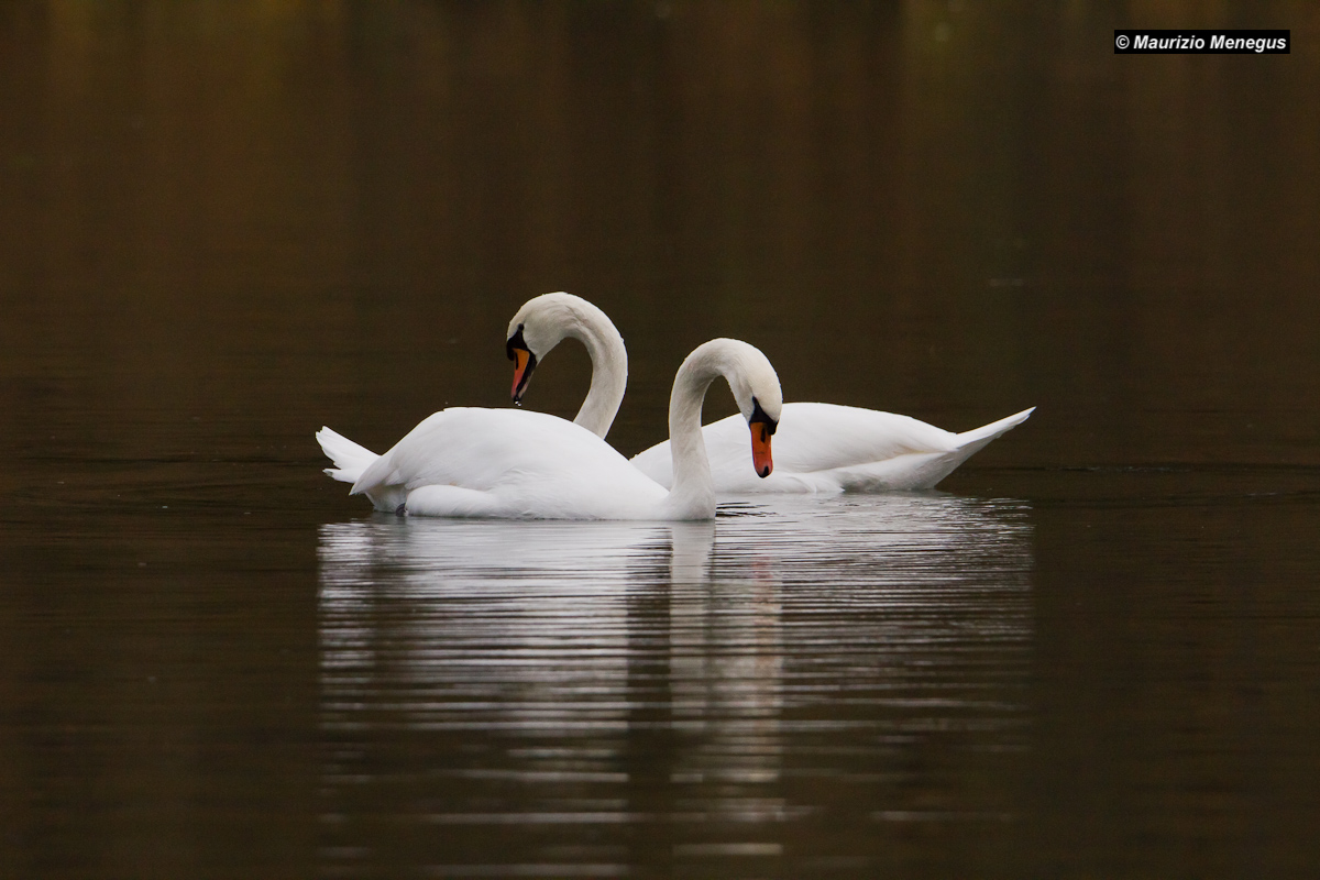 Cigni reali sotto la pioggia