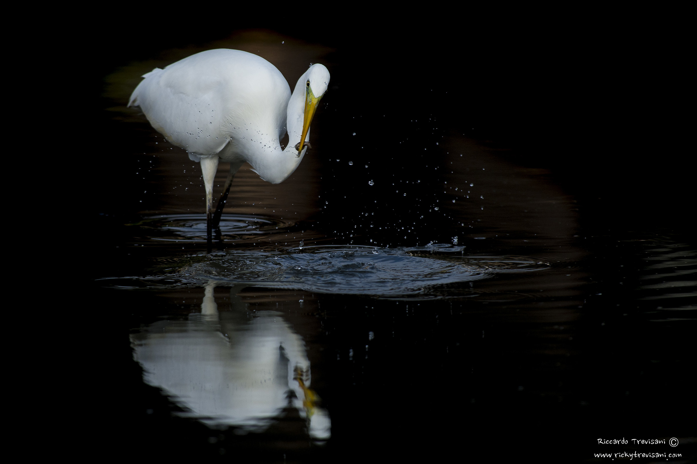 airone bianco maggiore