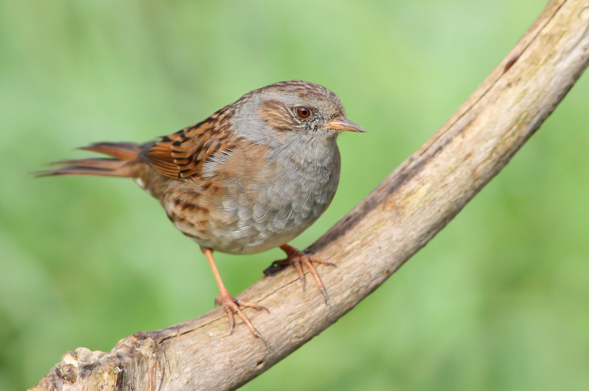 Dunnock