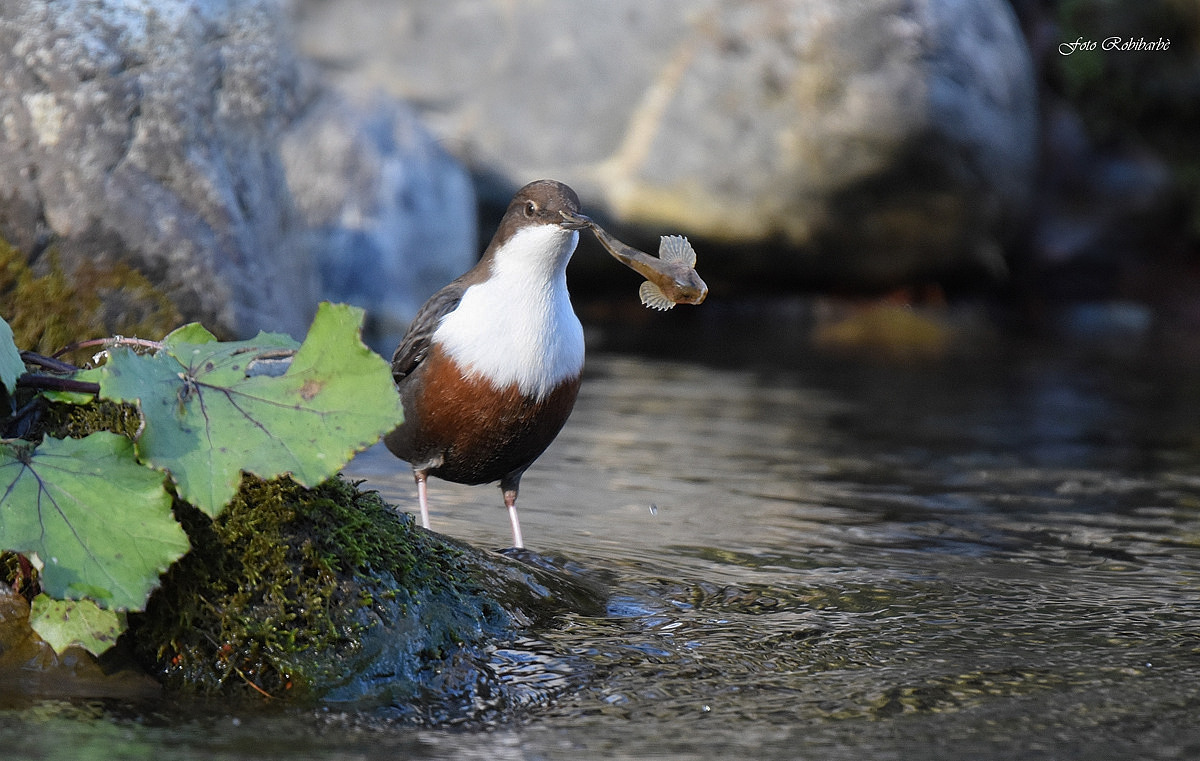 Merlin fisherman ...