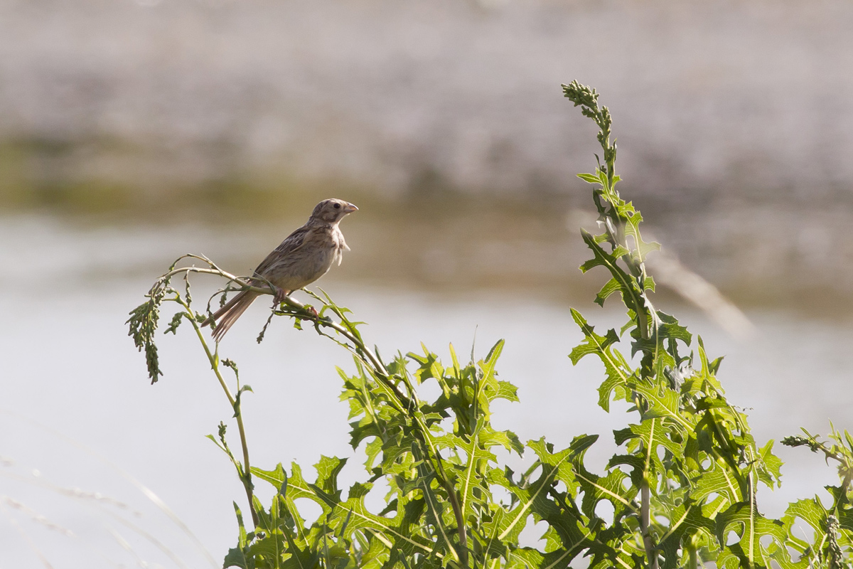 Help for identification
