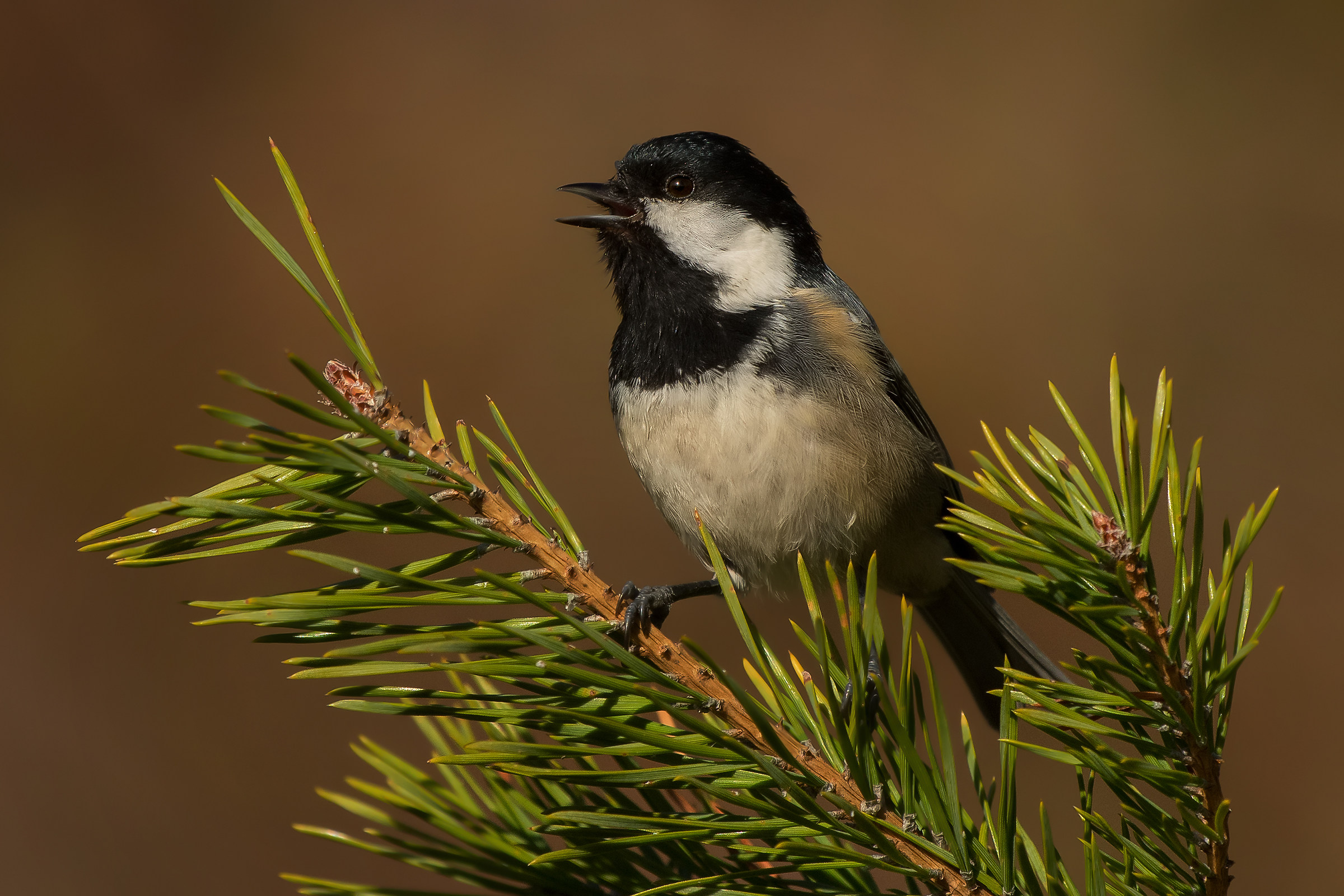 coal tit