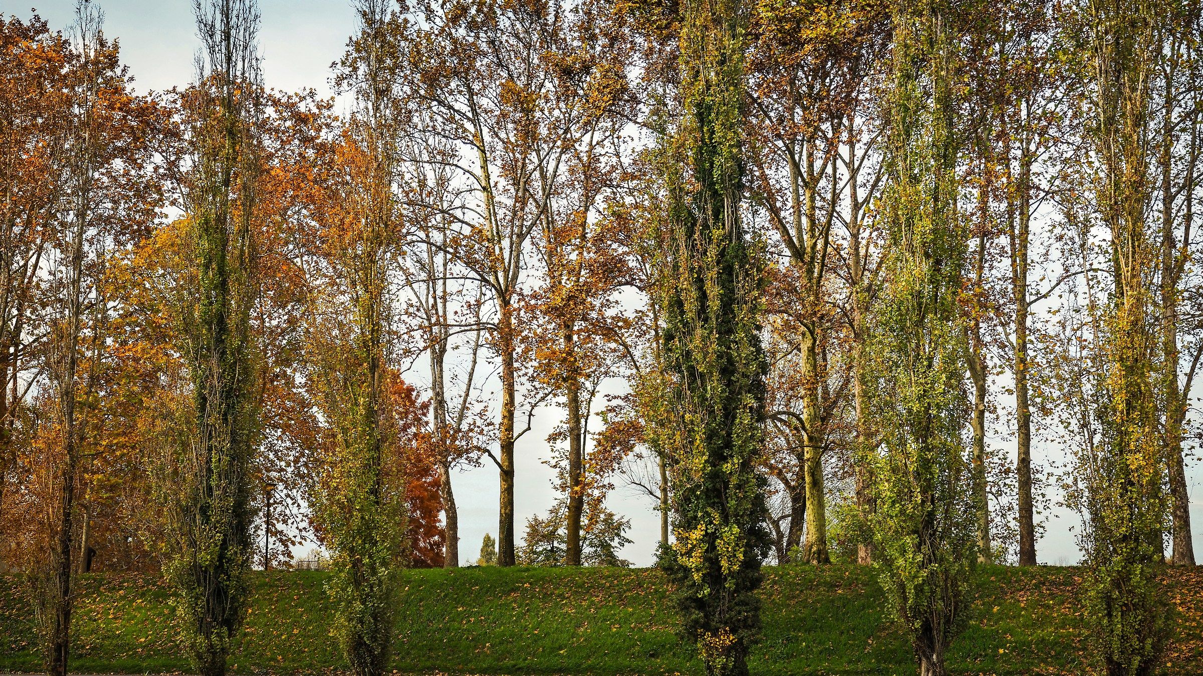 Ultime foglie d'autunno