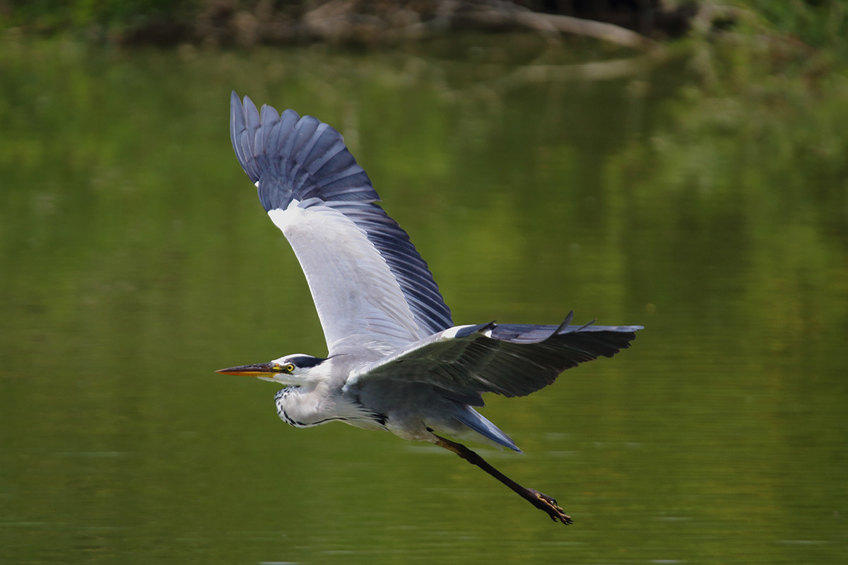 gray heron