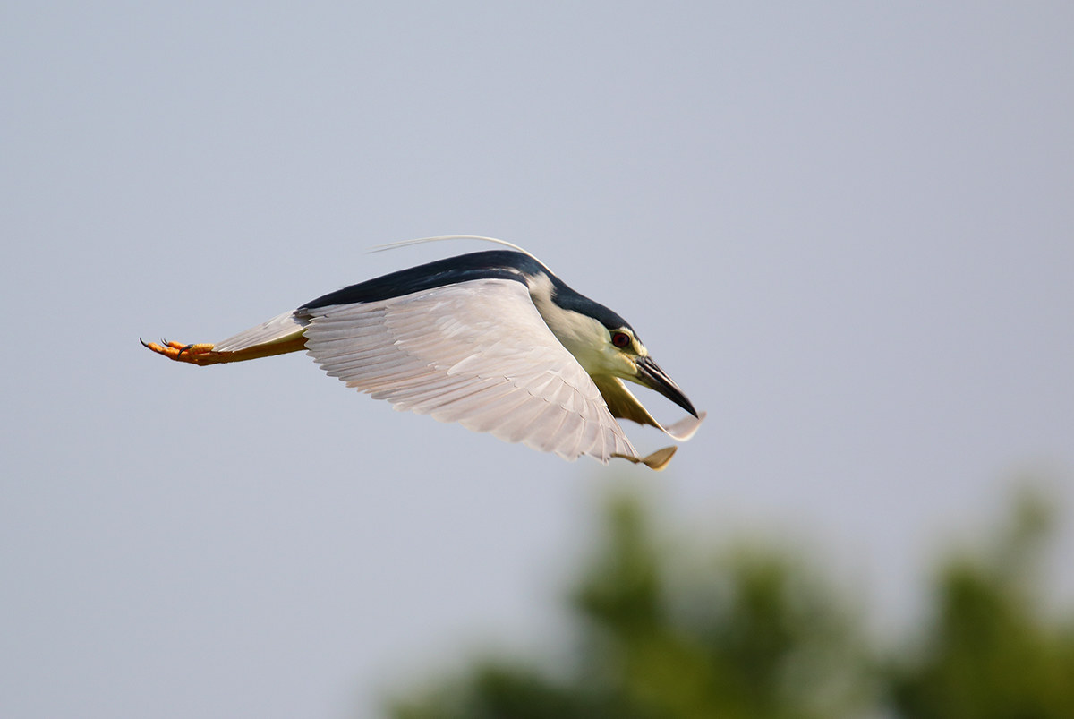 Night Heron in flight