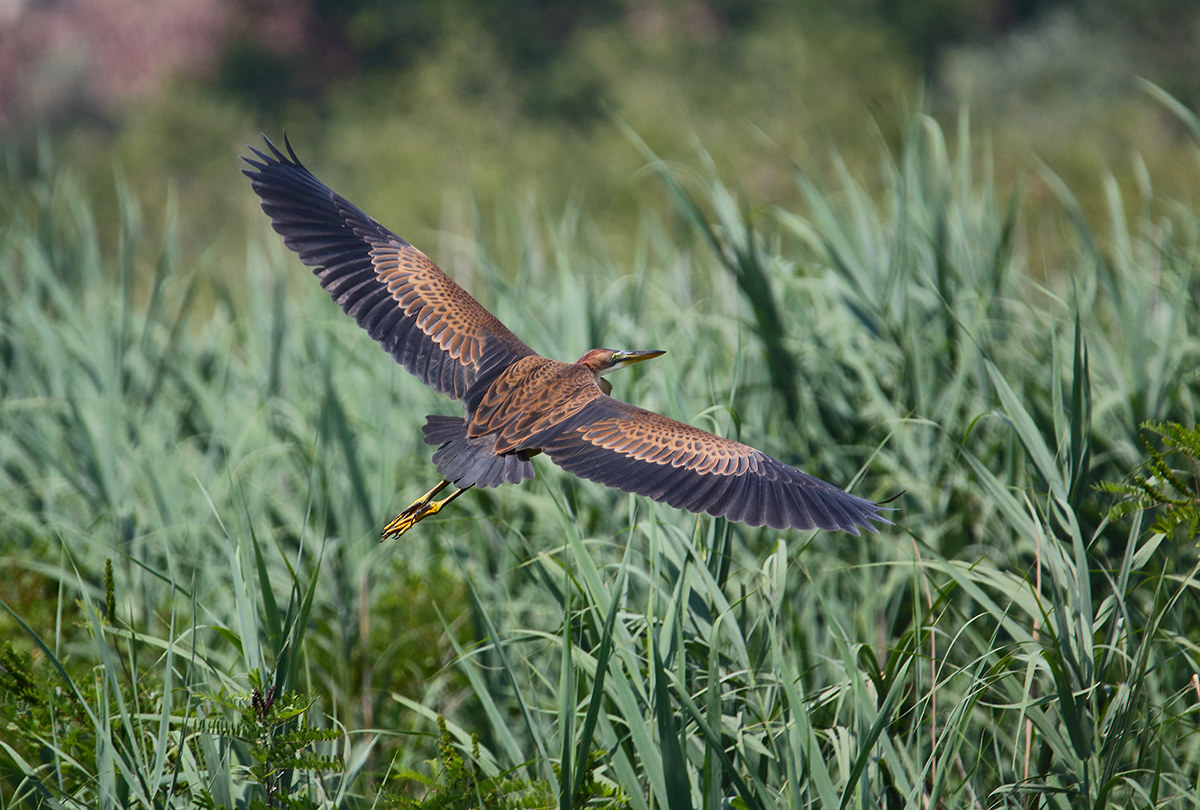 purple heron