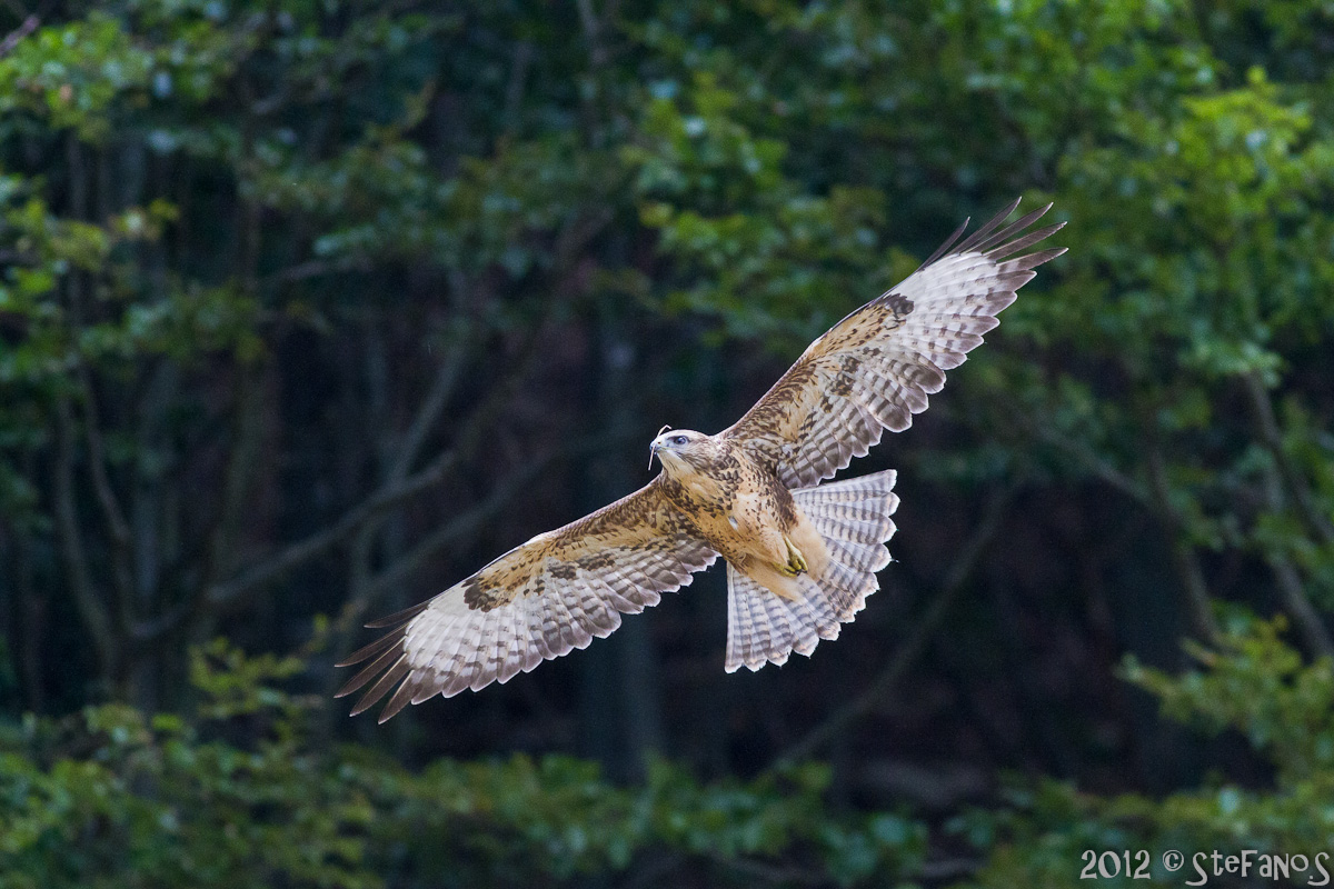 Giovane Poiana al margine del bosco