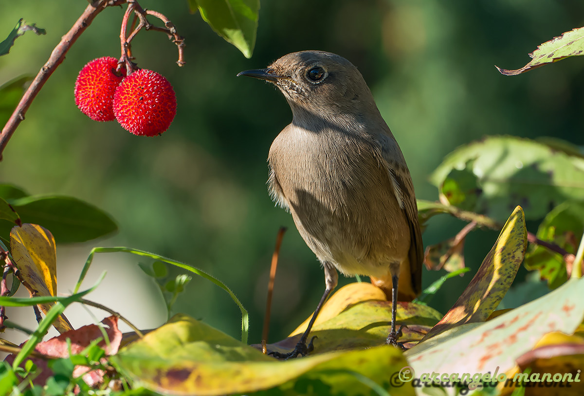Arbutus and black redstart