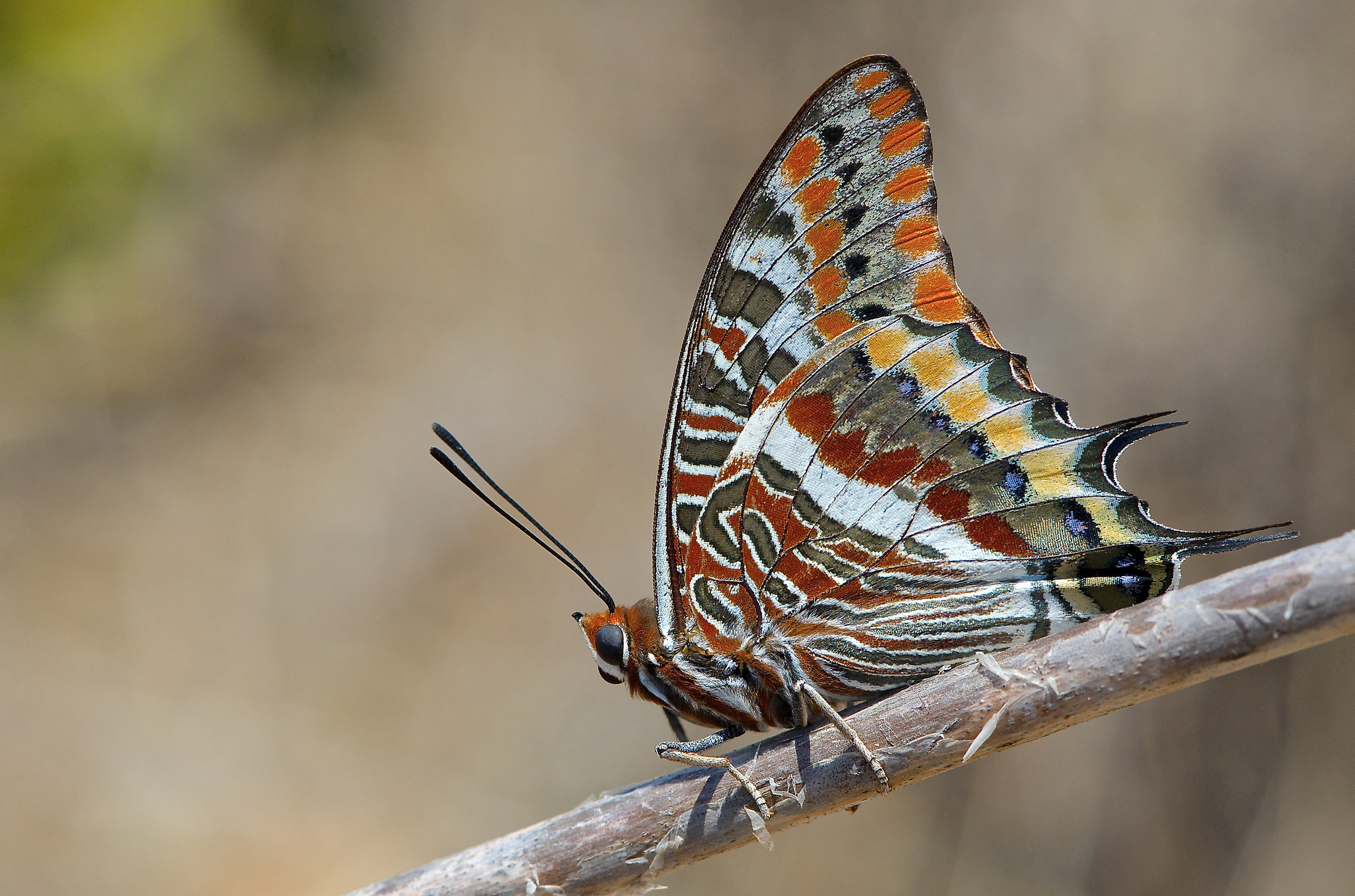 Charaxes jasius