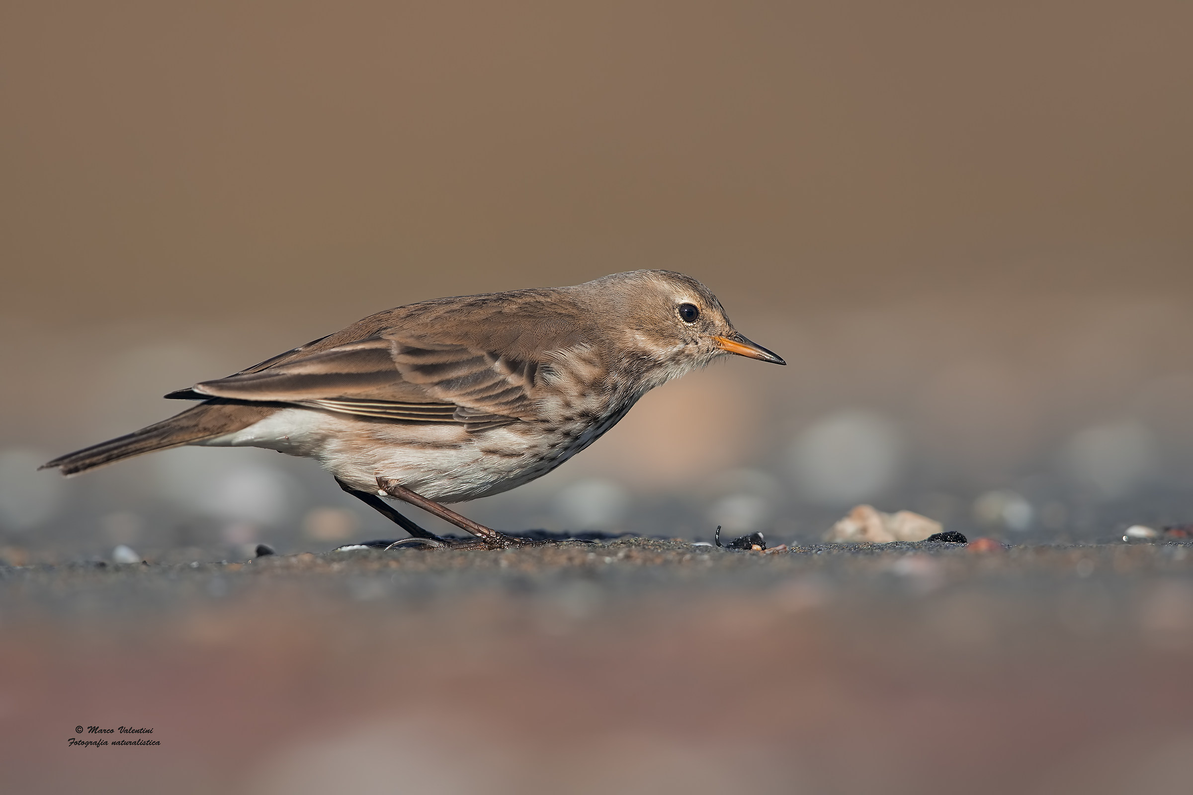 Pipit