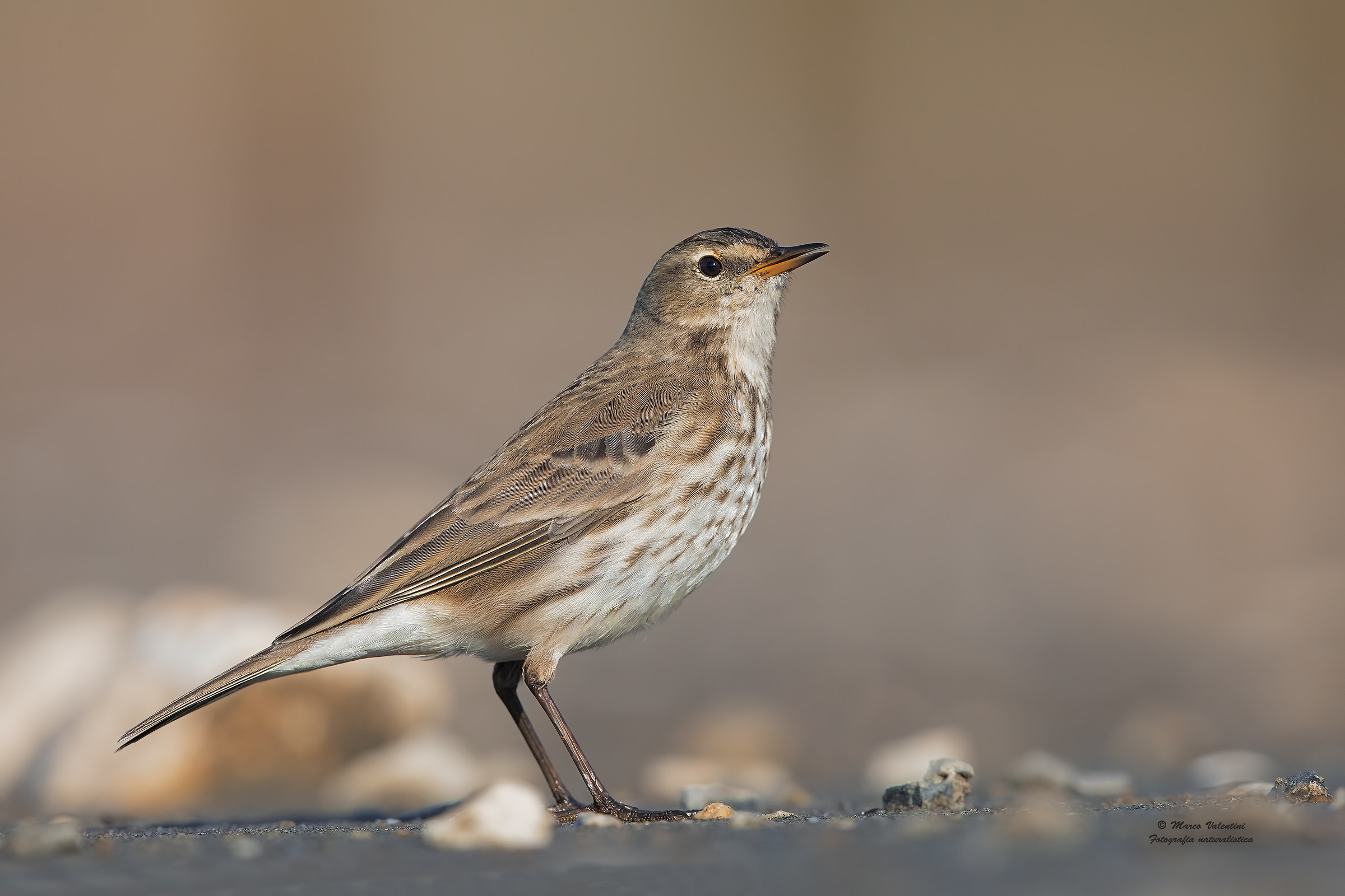 Pipit