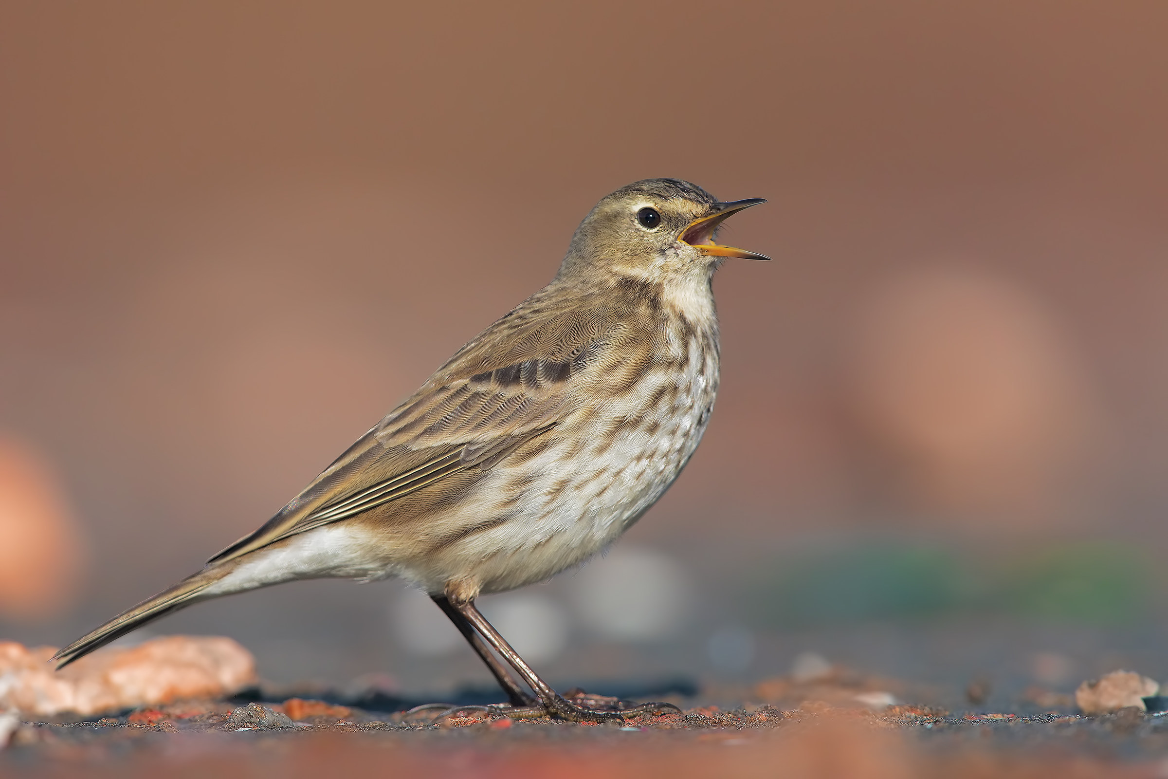The song of the pipit