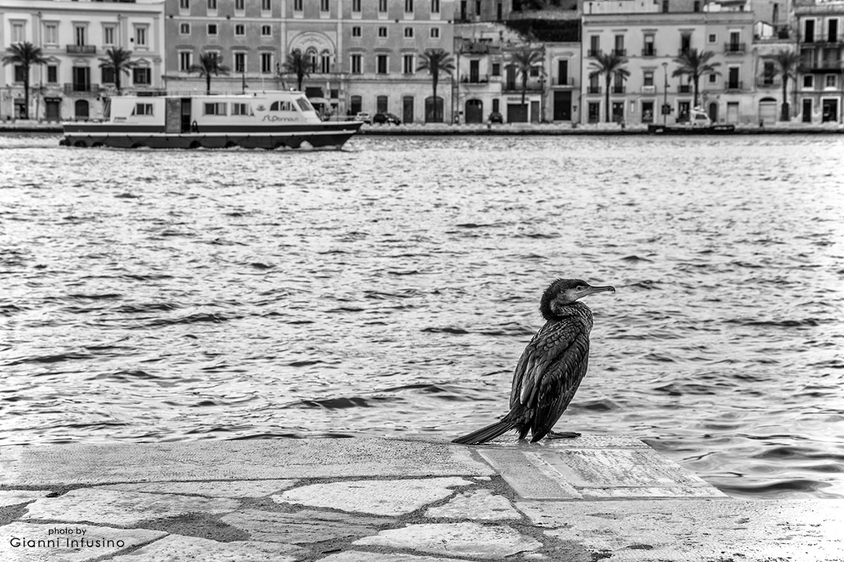 Cormorano
