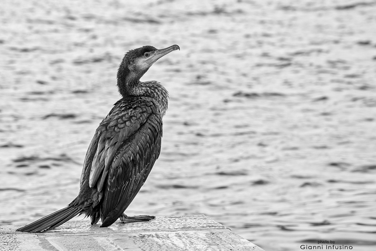 Cormorano