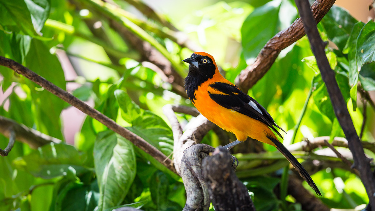 Orange Backed troupial