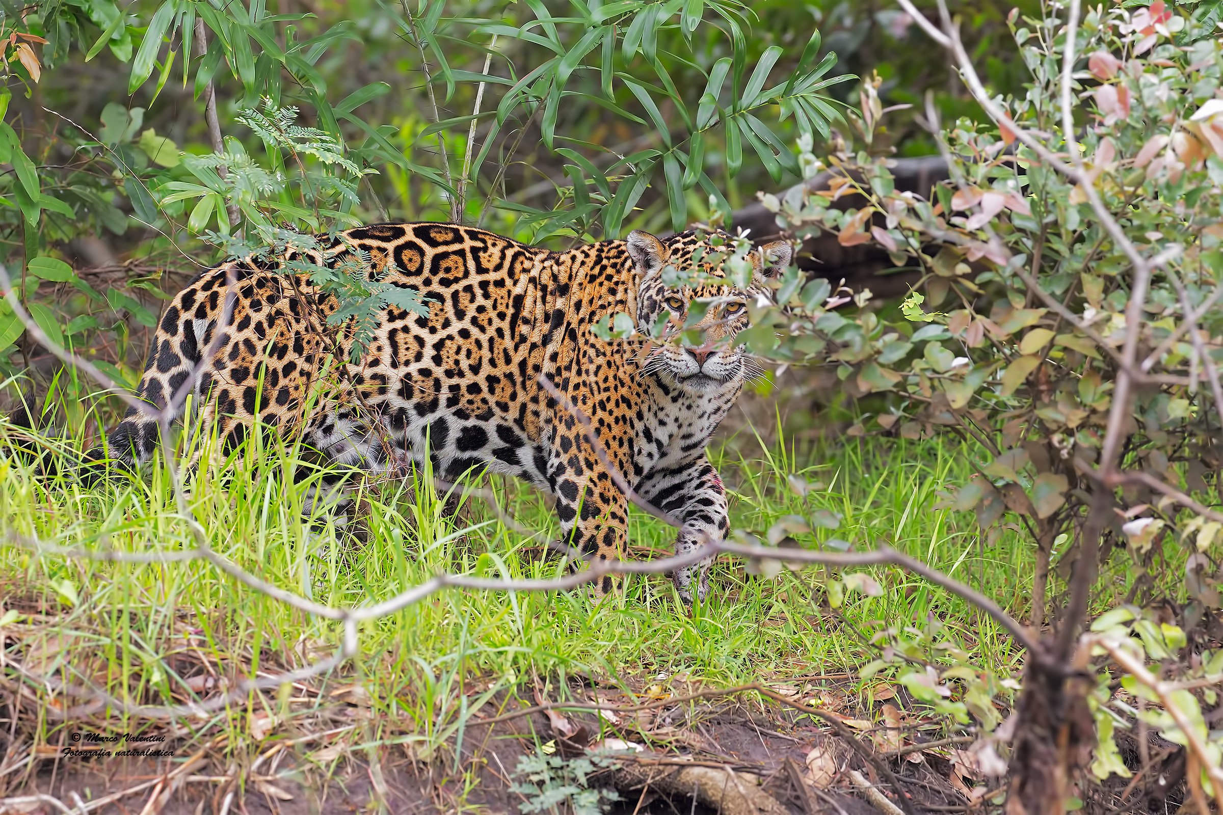 A look through the leaves