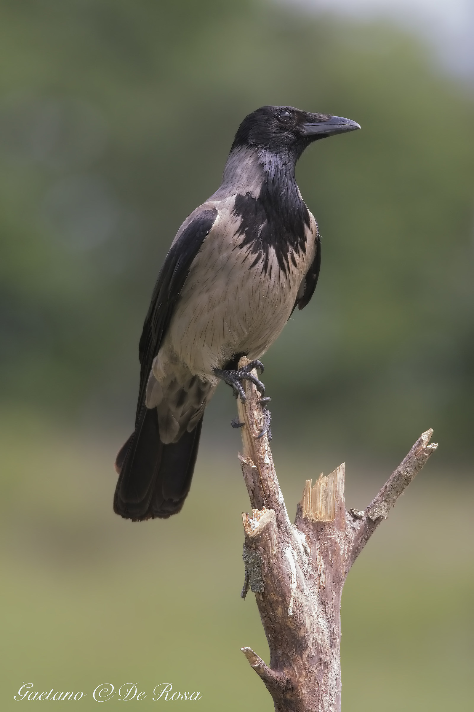 Hooded crow