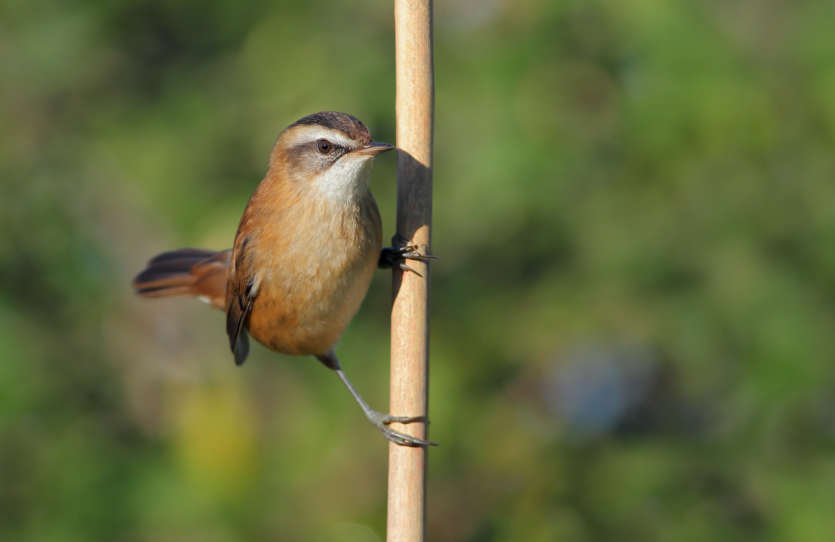 moustached warbler