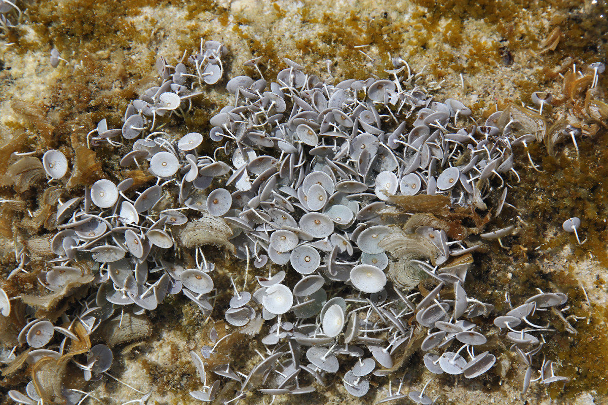 umbrellas in the sea