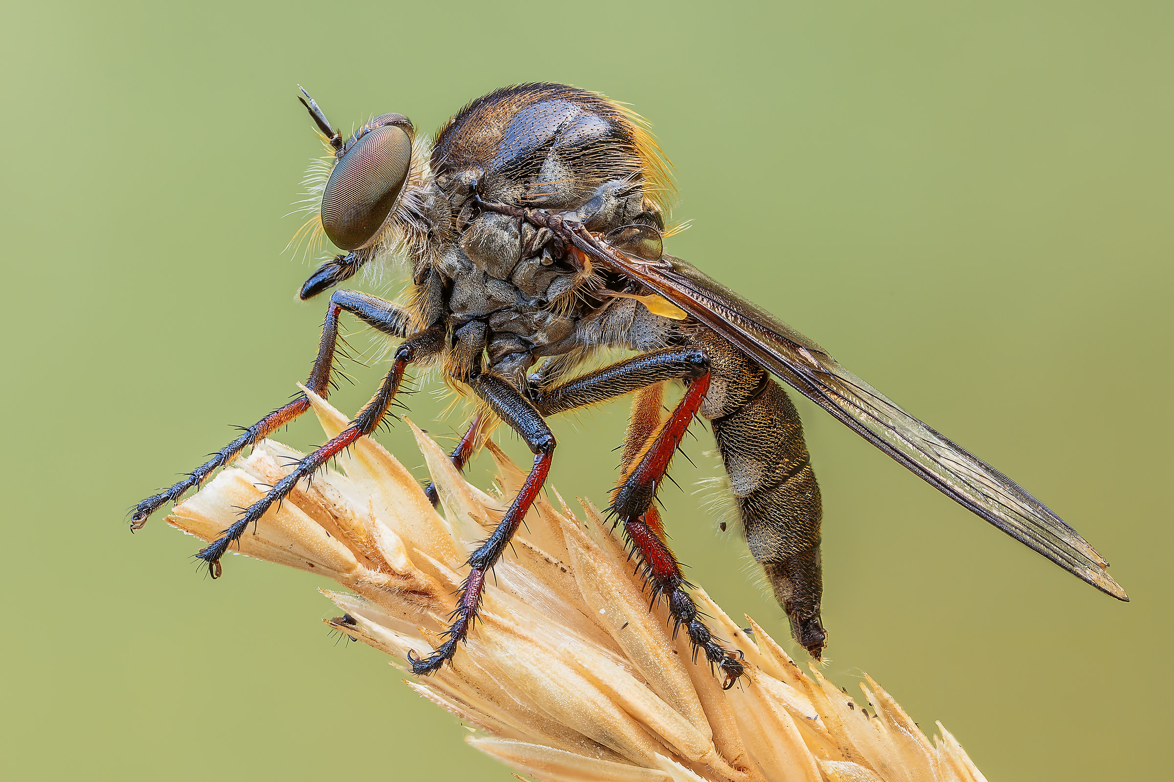 Leptarthrus vitripennis