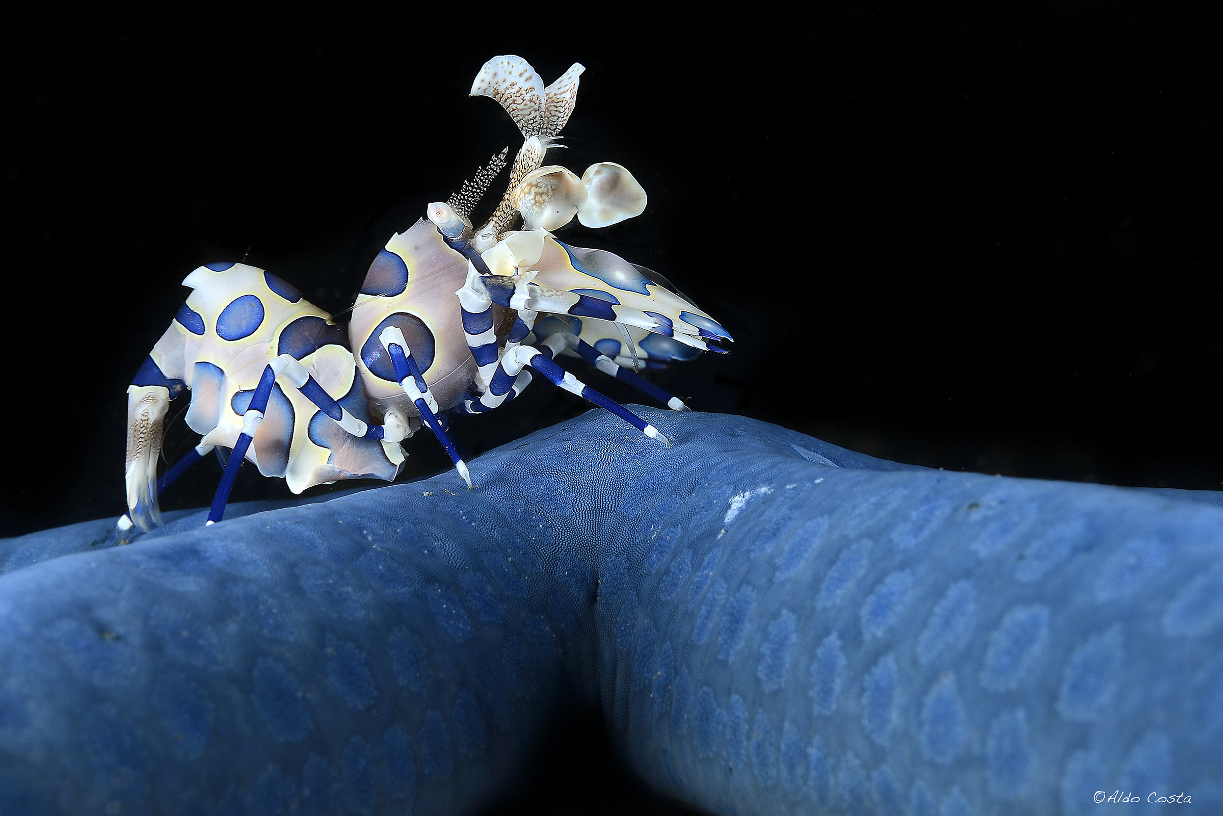 Harlequin shrimp on starfish