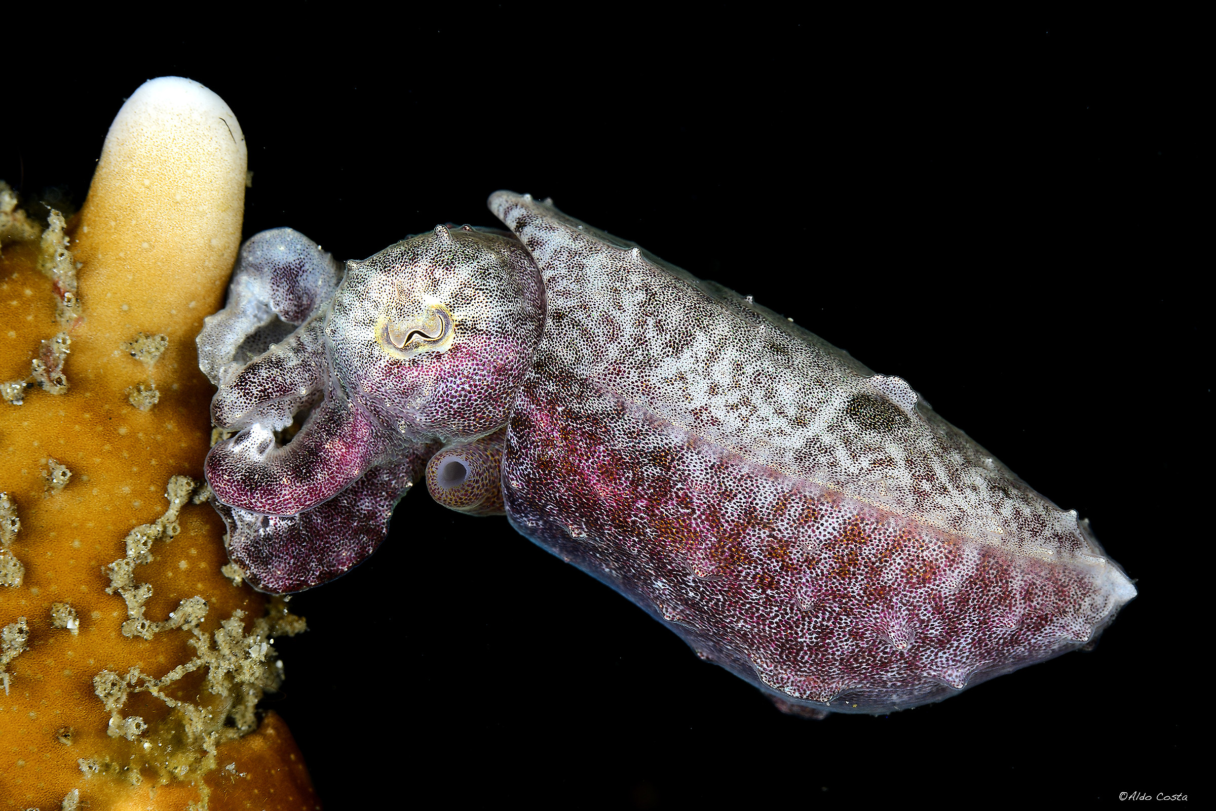 small cuttlefish
