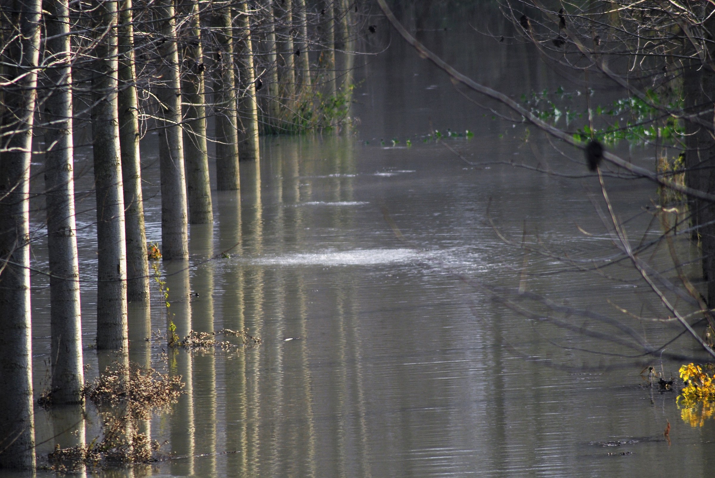 l'arrivo della piena del Po il fontanazzo