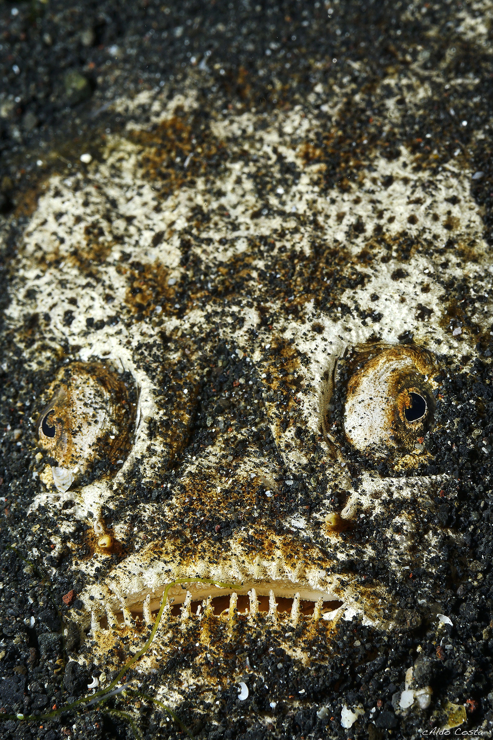 The beautiful monster