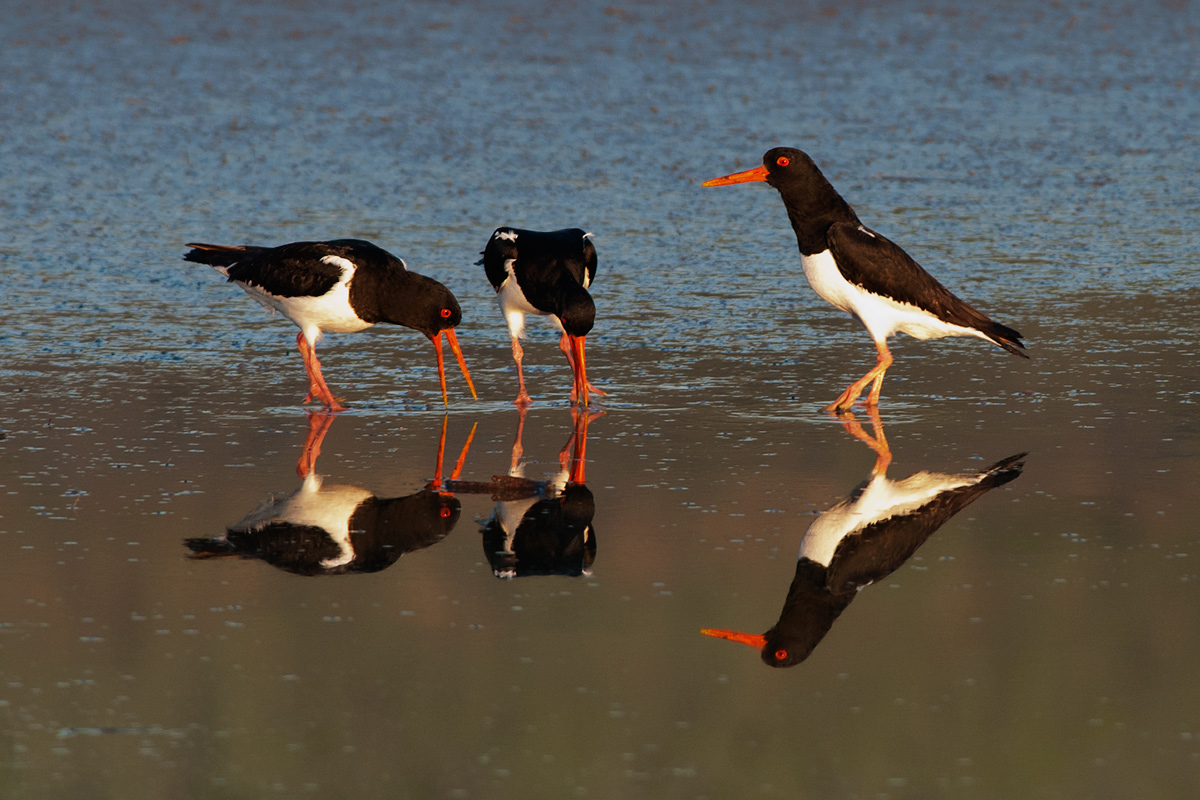 Three wives in the mirror