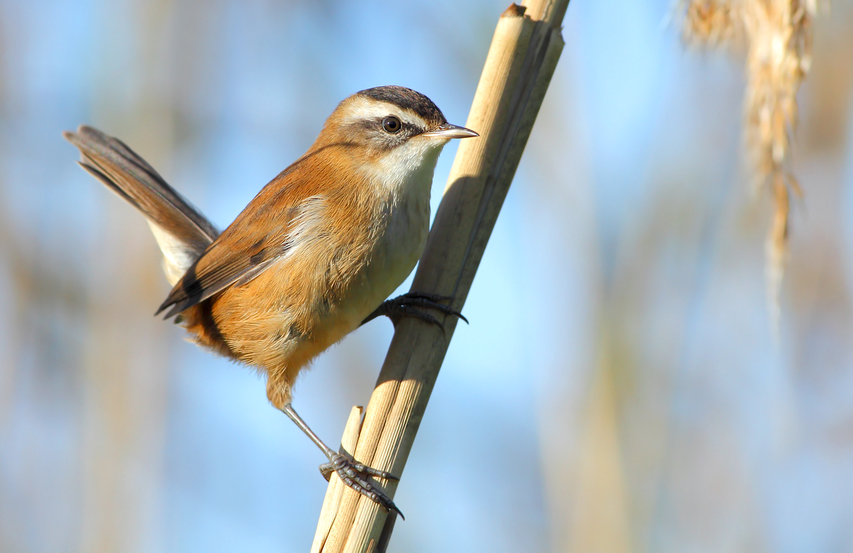 moustached warbler