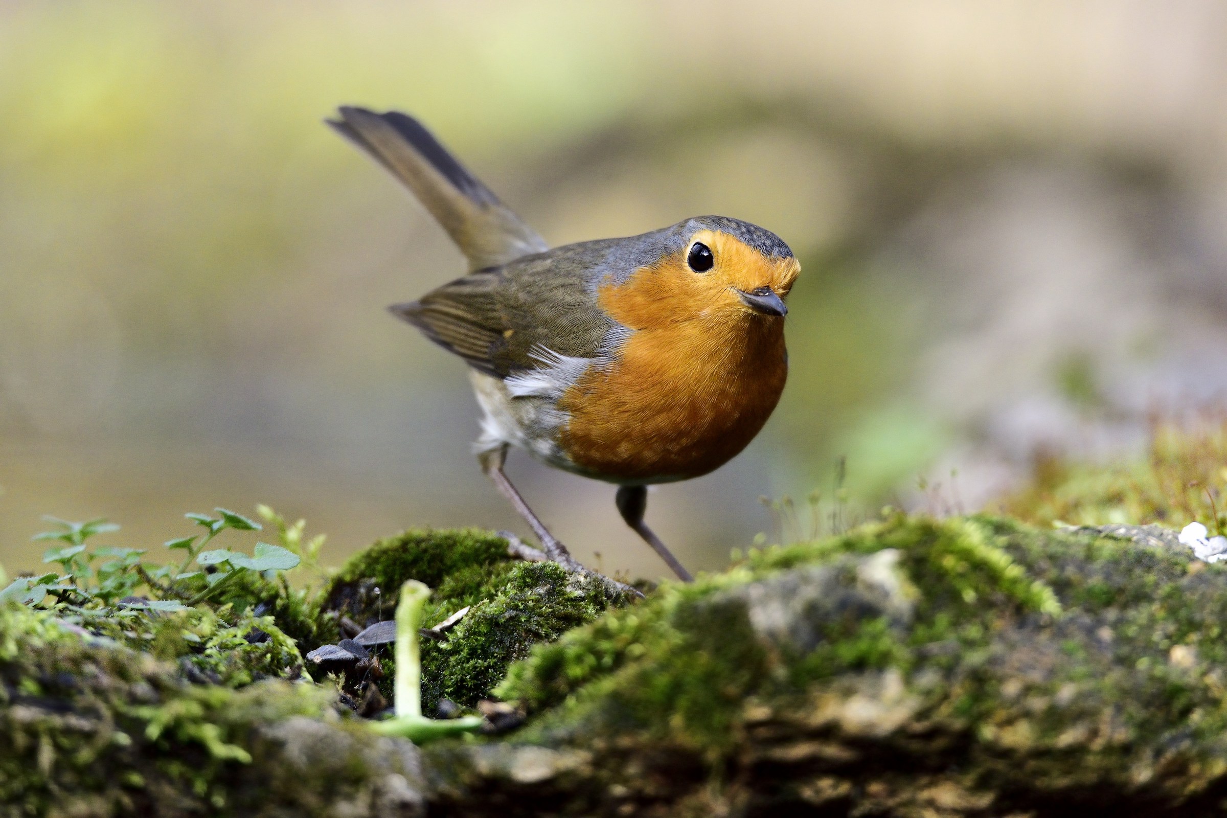 A quattr'occhi col Pettirosso