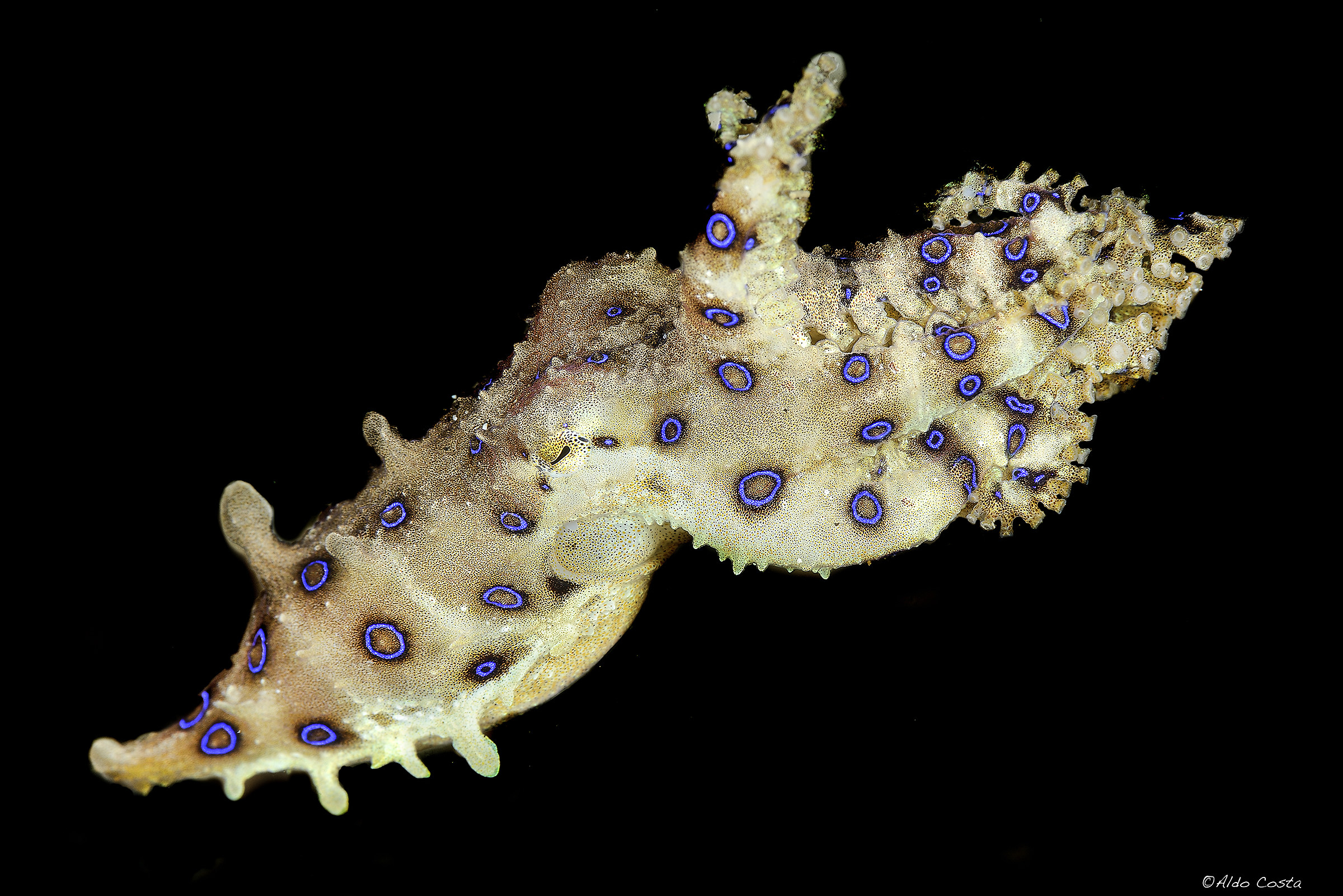 Blue-ringed octopus