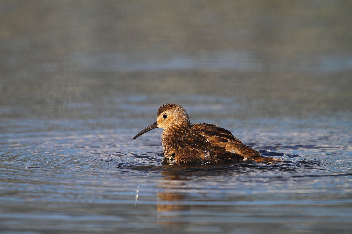 Bagnetto al tramonto