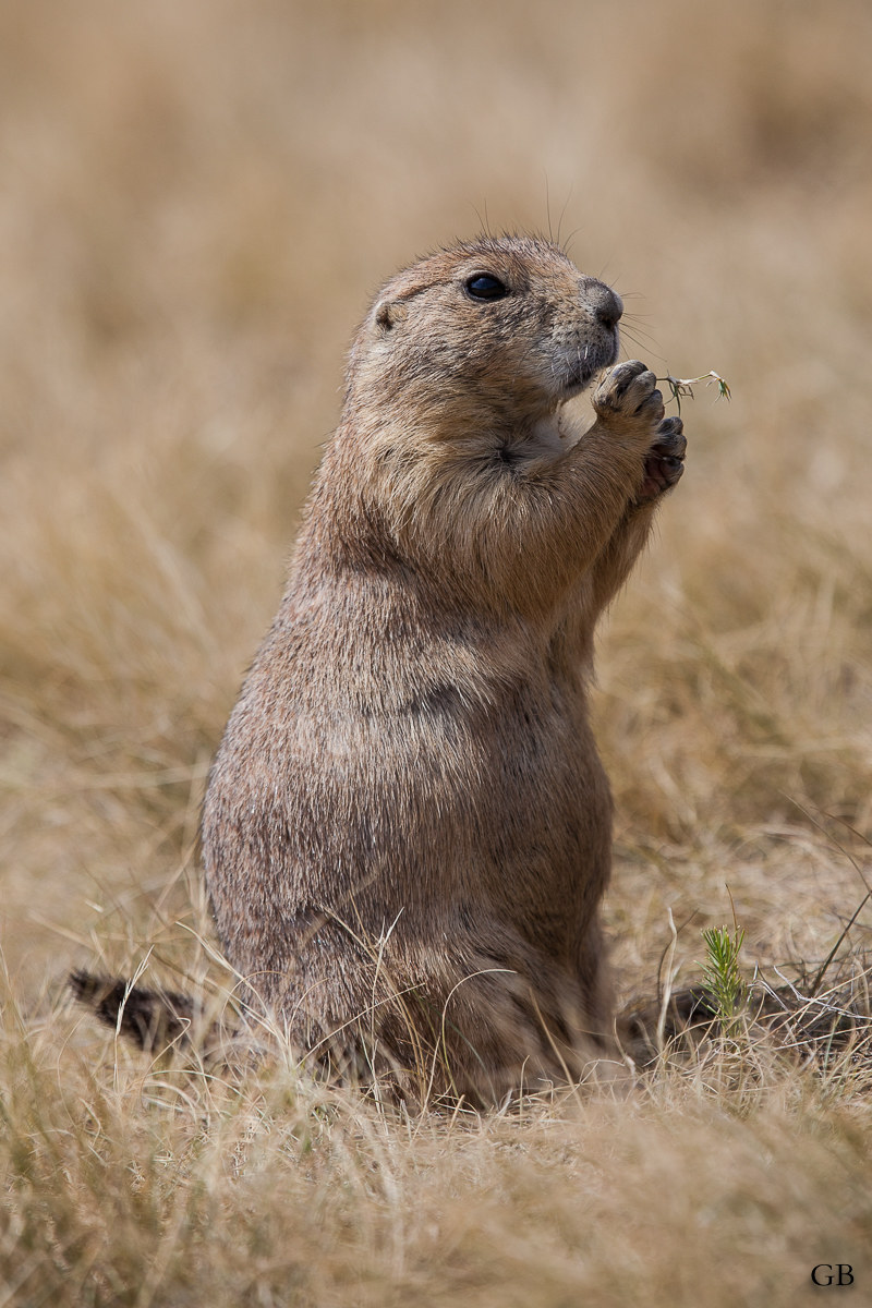 Prairie Dog