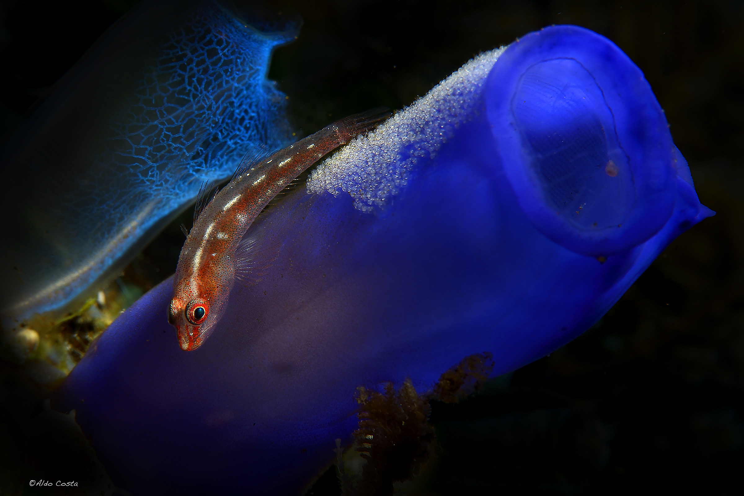 Goby with eggs on tunicate