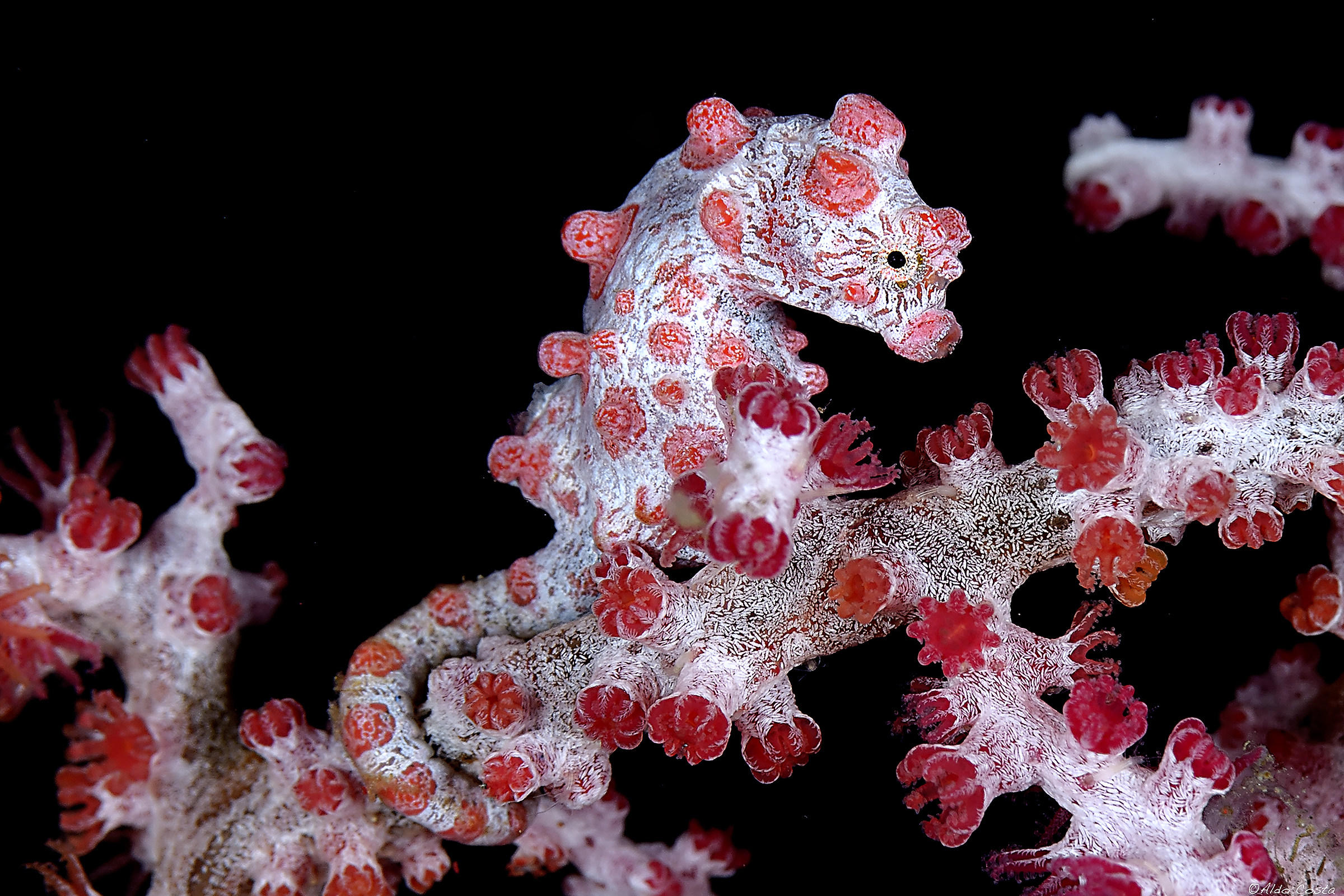 hippocapus bargibanti