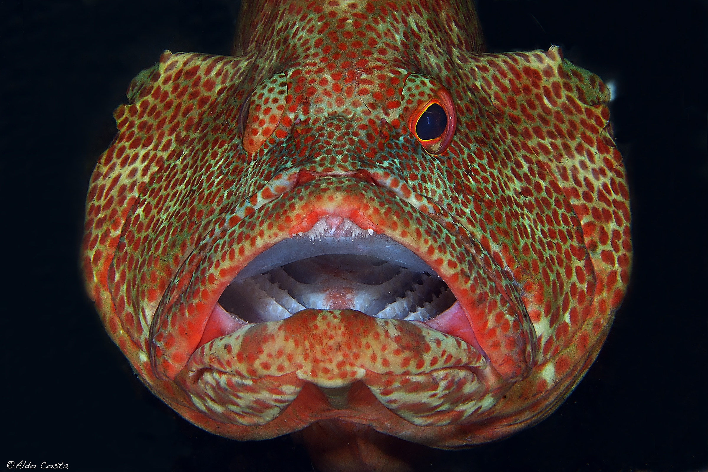 Portrait of grouper