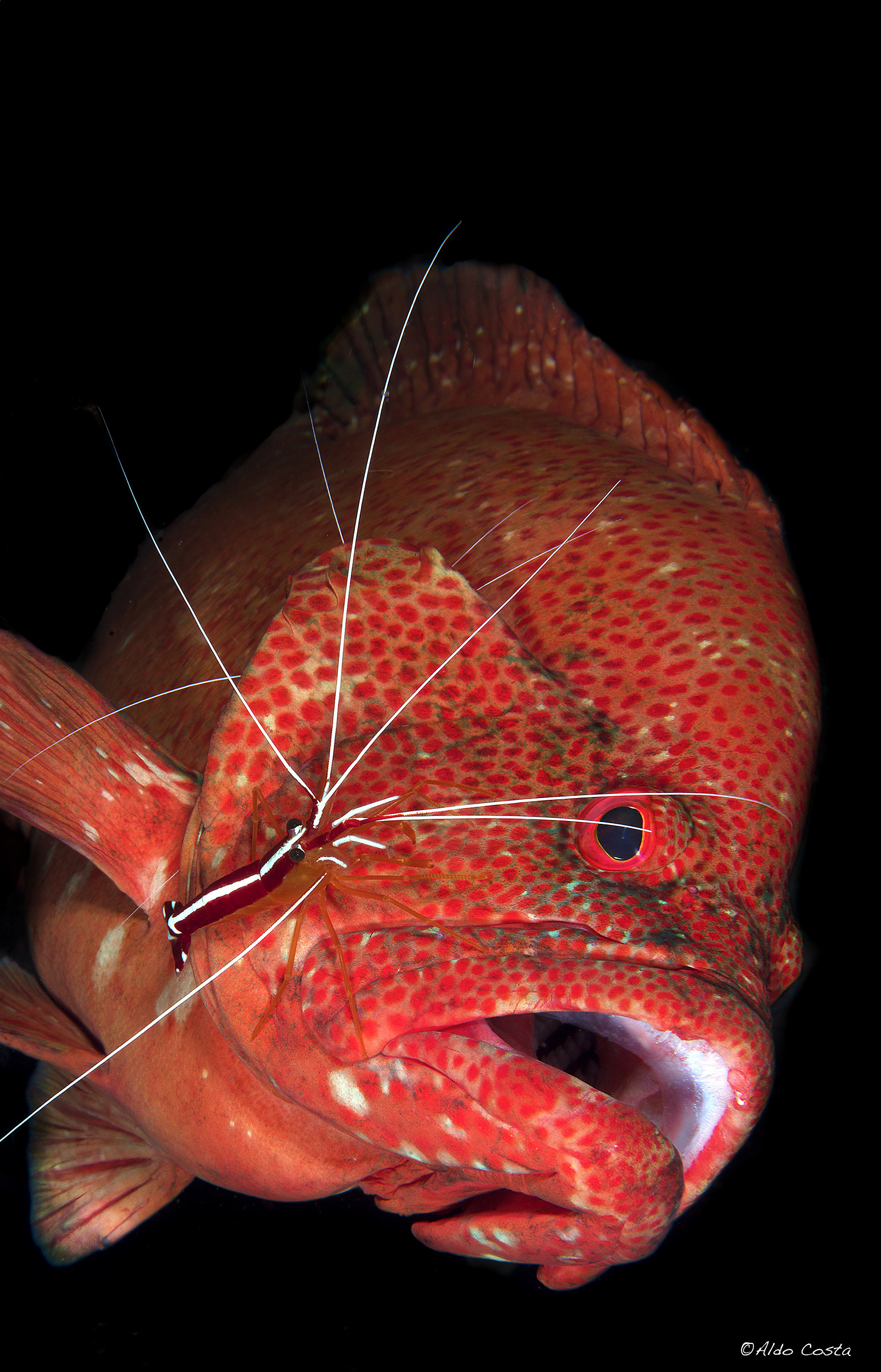 Grouper with cleaner shrimp