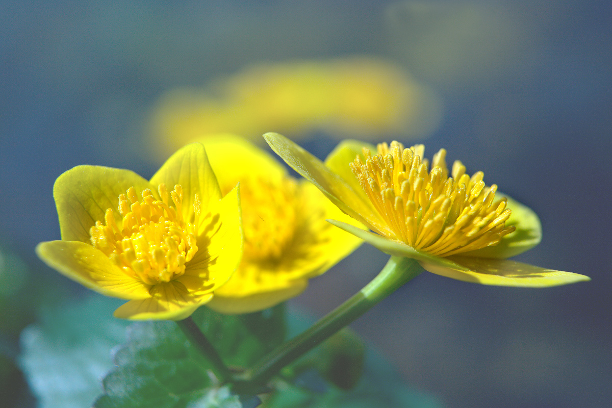 Marsh marigold