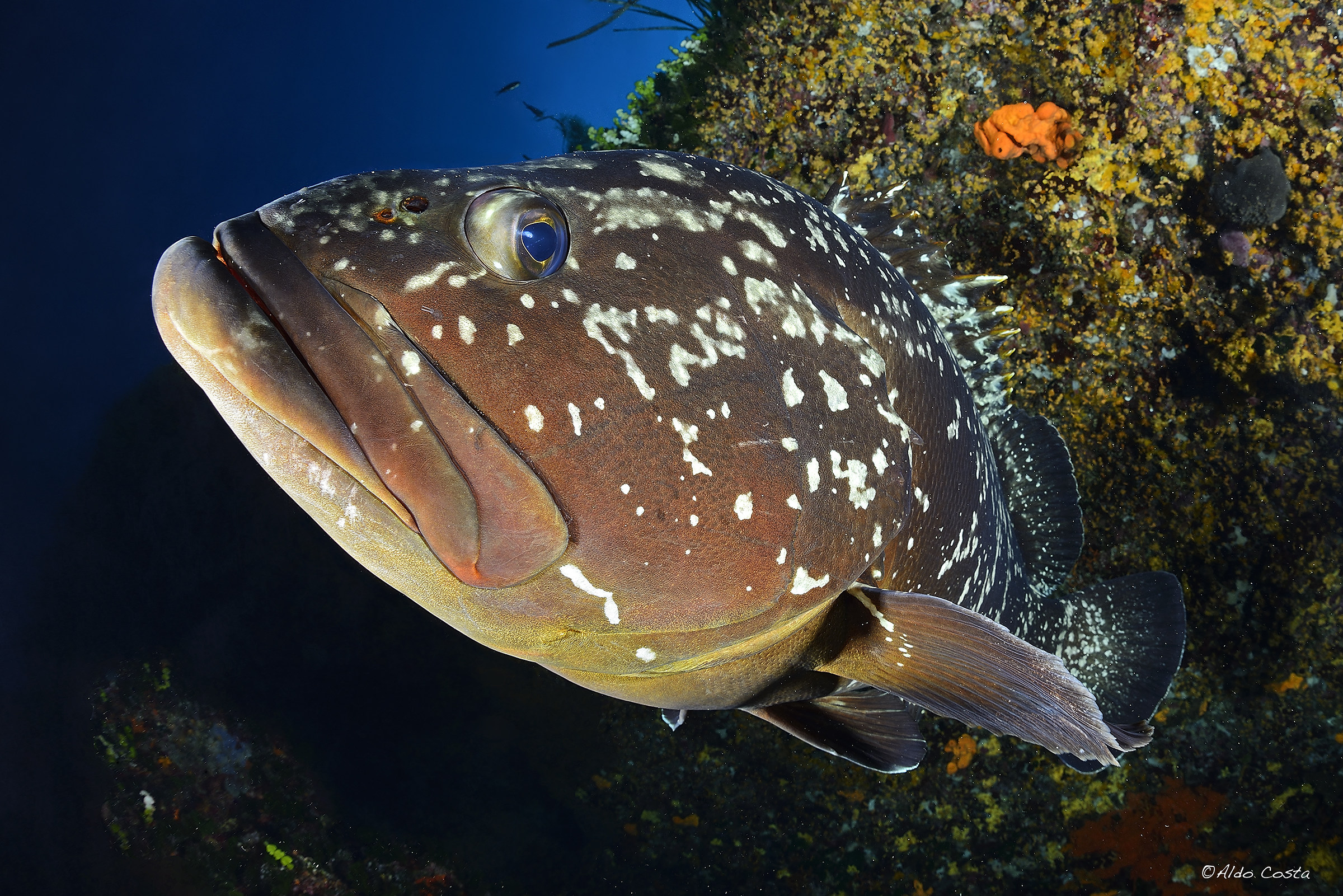 grouper