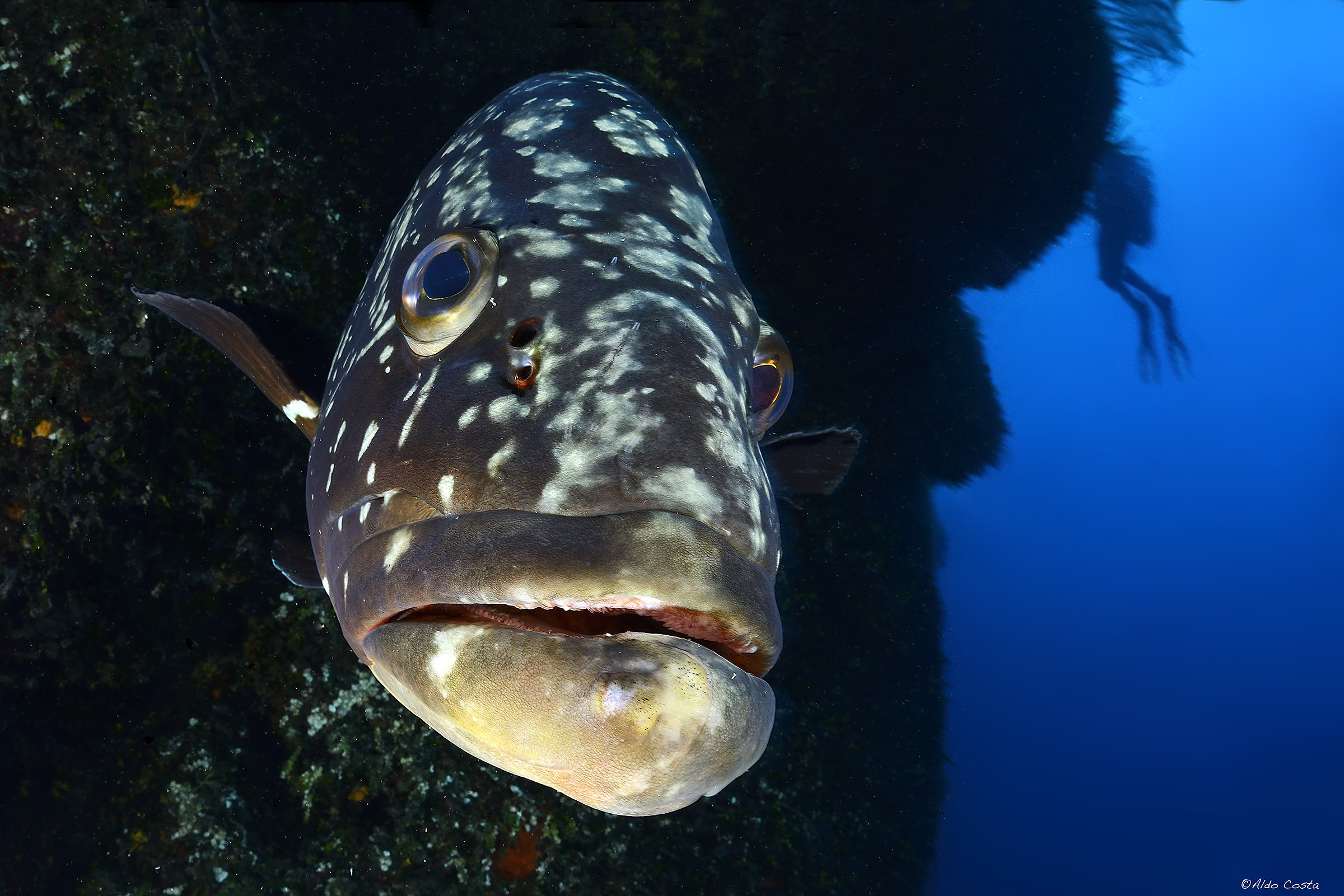 Portrait of grouper