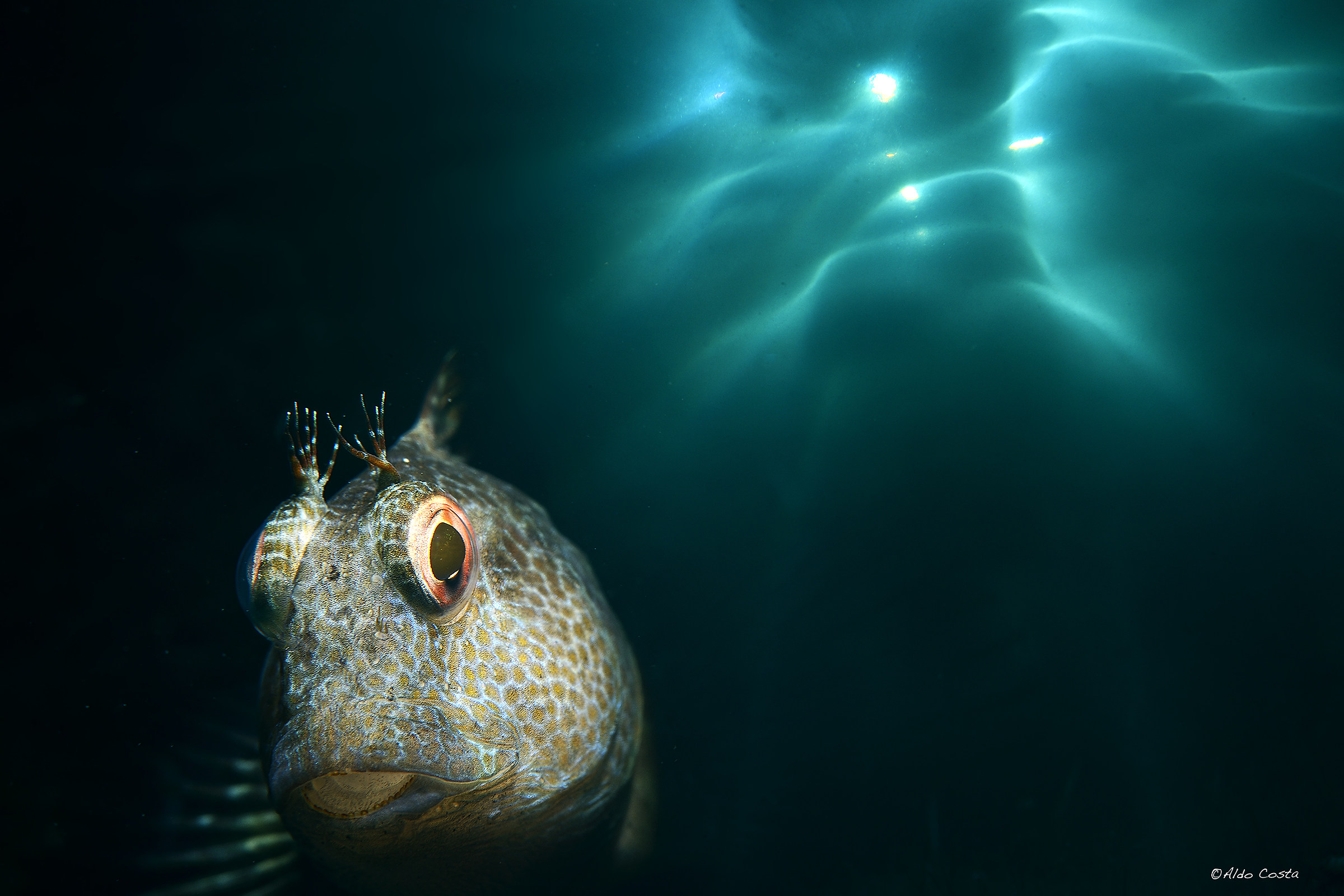 Portrait of drooling