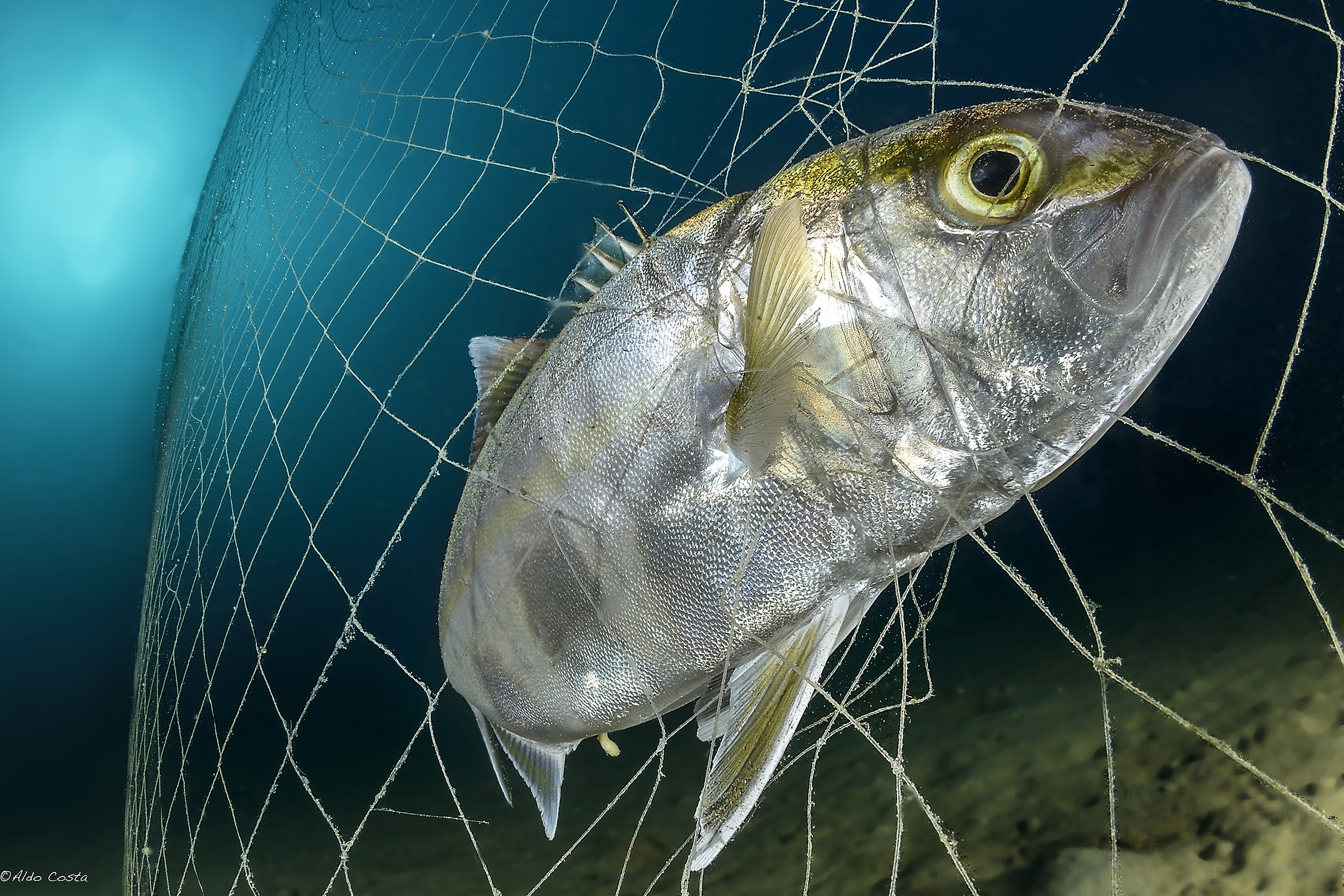 amberjack in the network