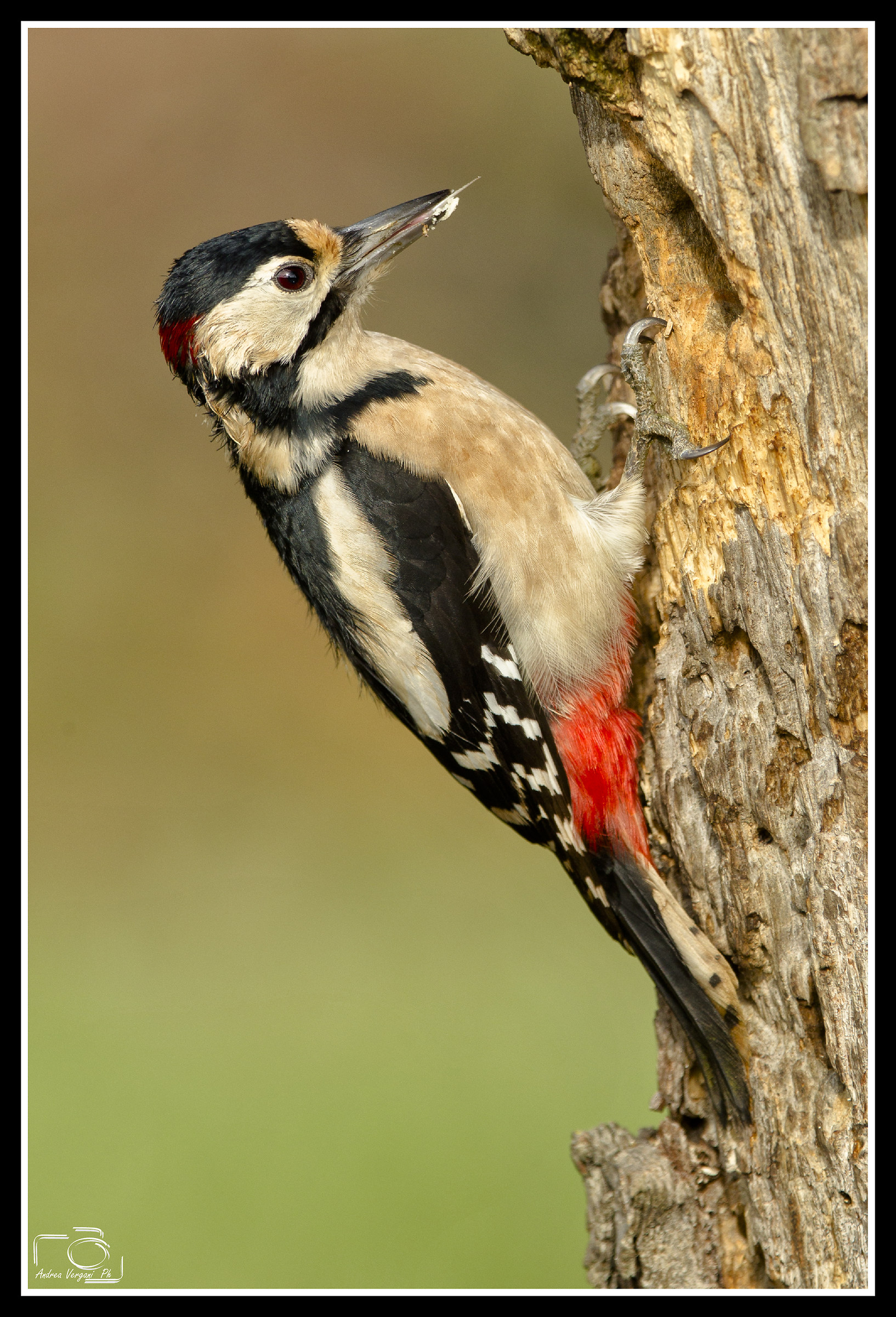 Picchio rosso maggiore
