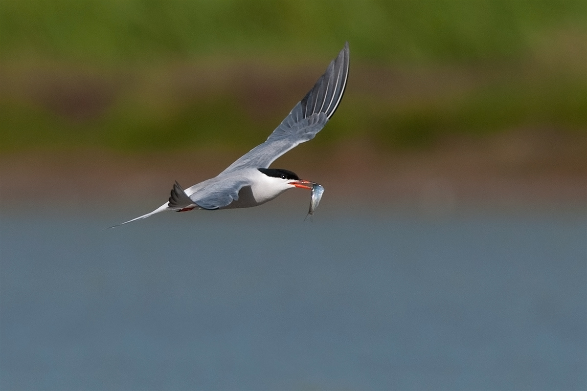 with the silver in the mouth ...