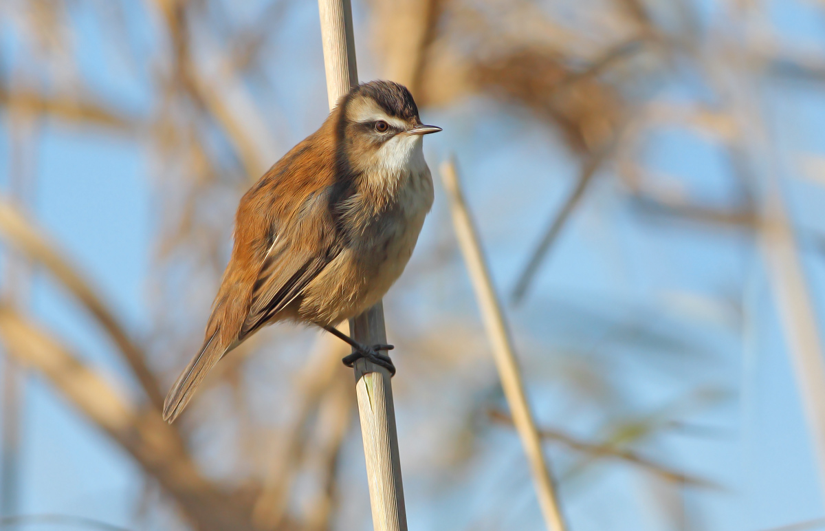 moustached warbler