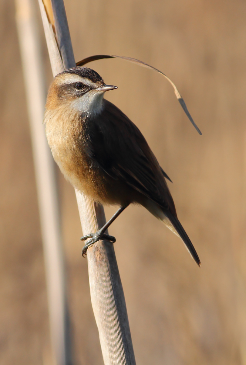 moustached warbler